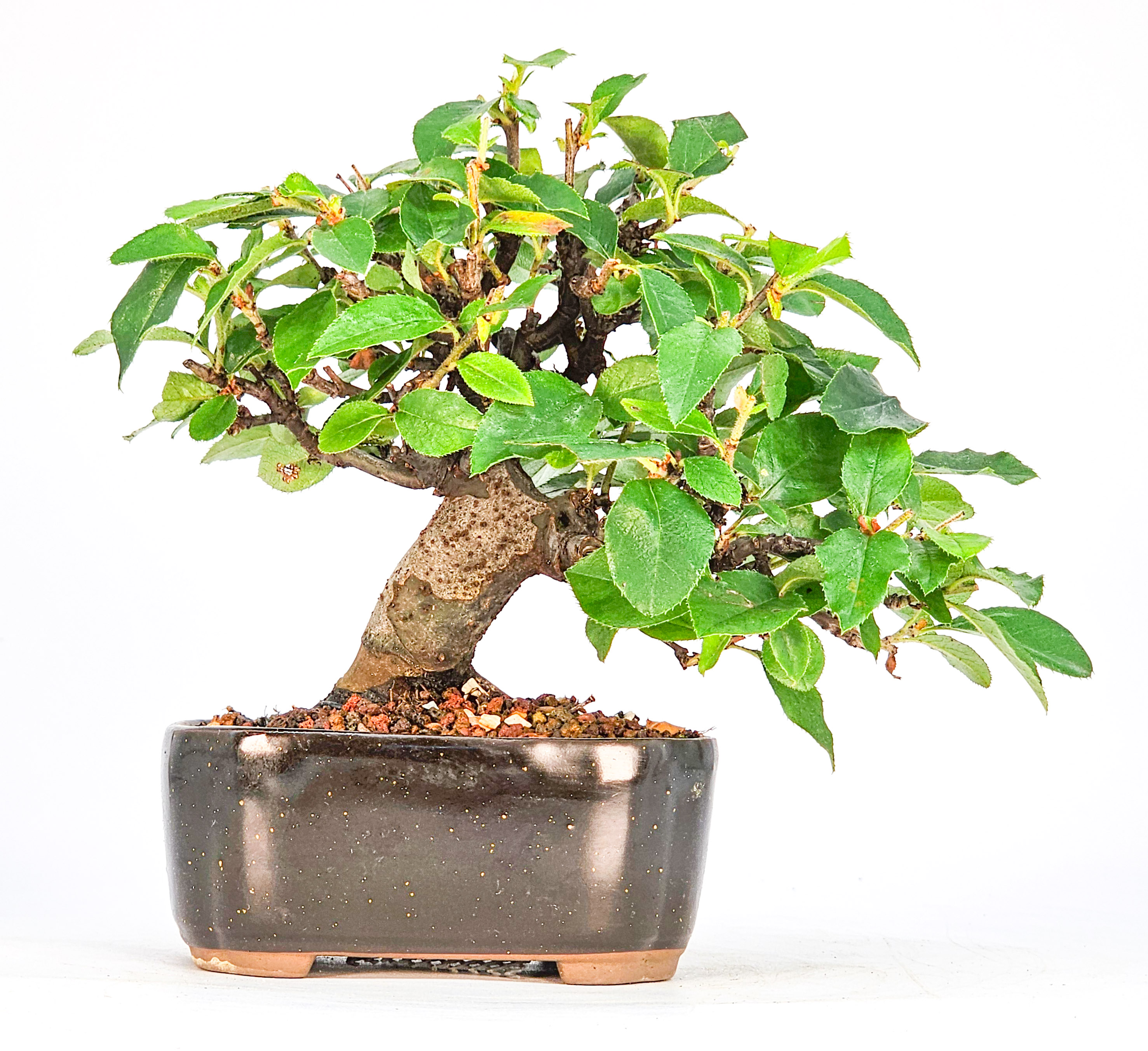 Bonsai Quitte - Pseudocydonia sinensis Shohin 10cm