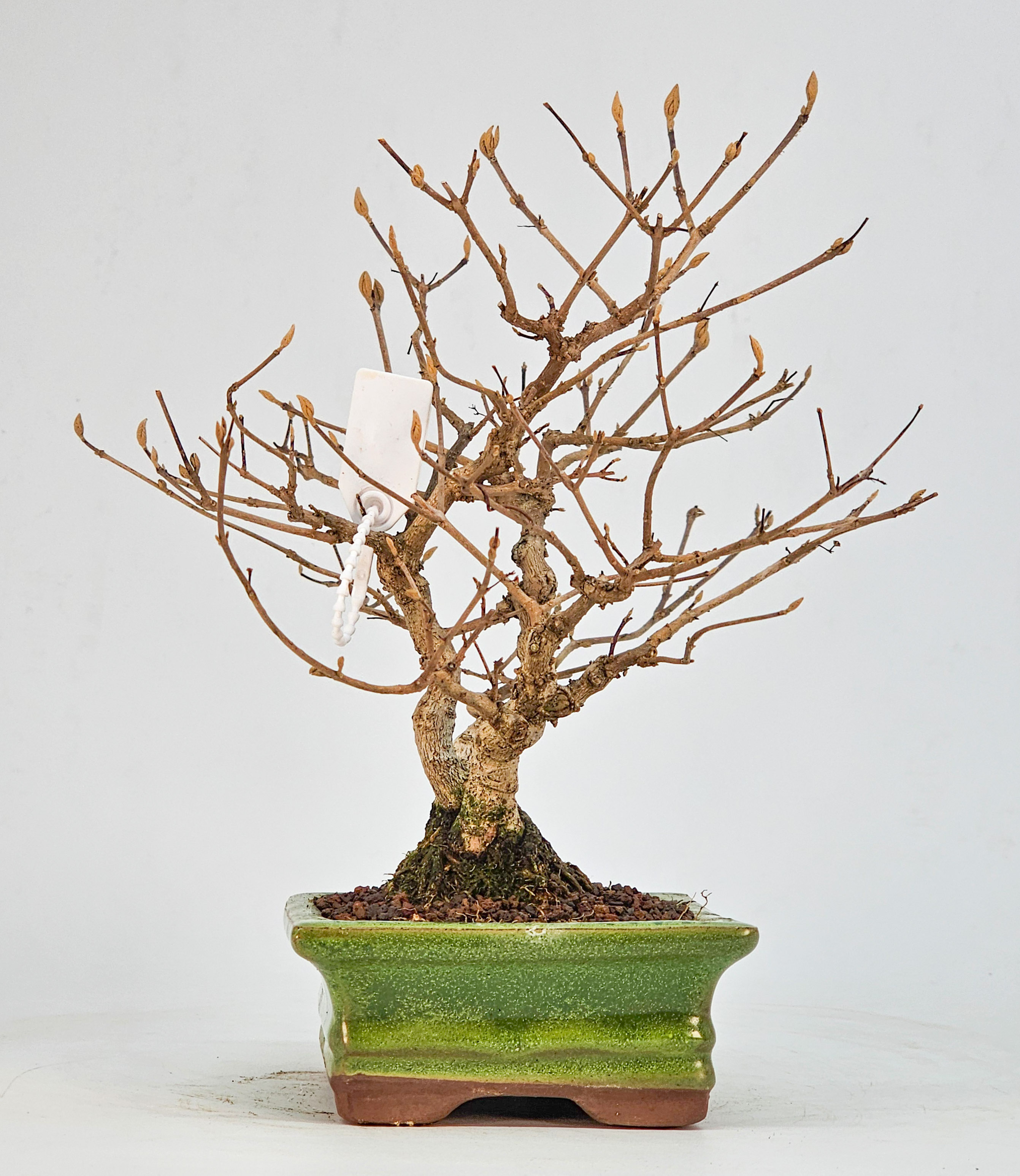 Bonsai Japanische Schönfrucht - Callicarpa japonica Shohin 20cm