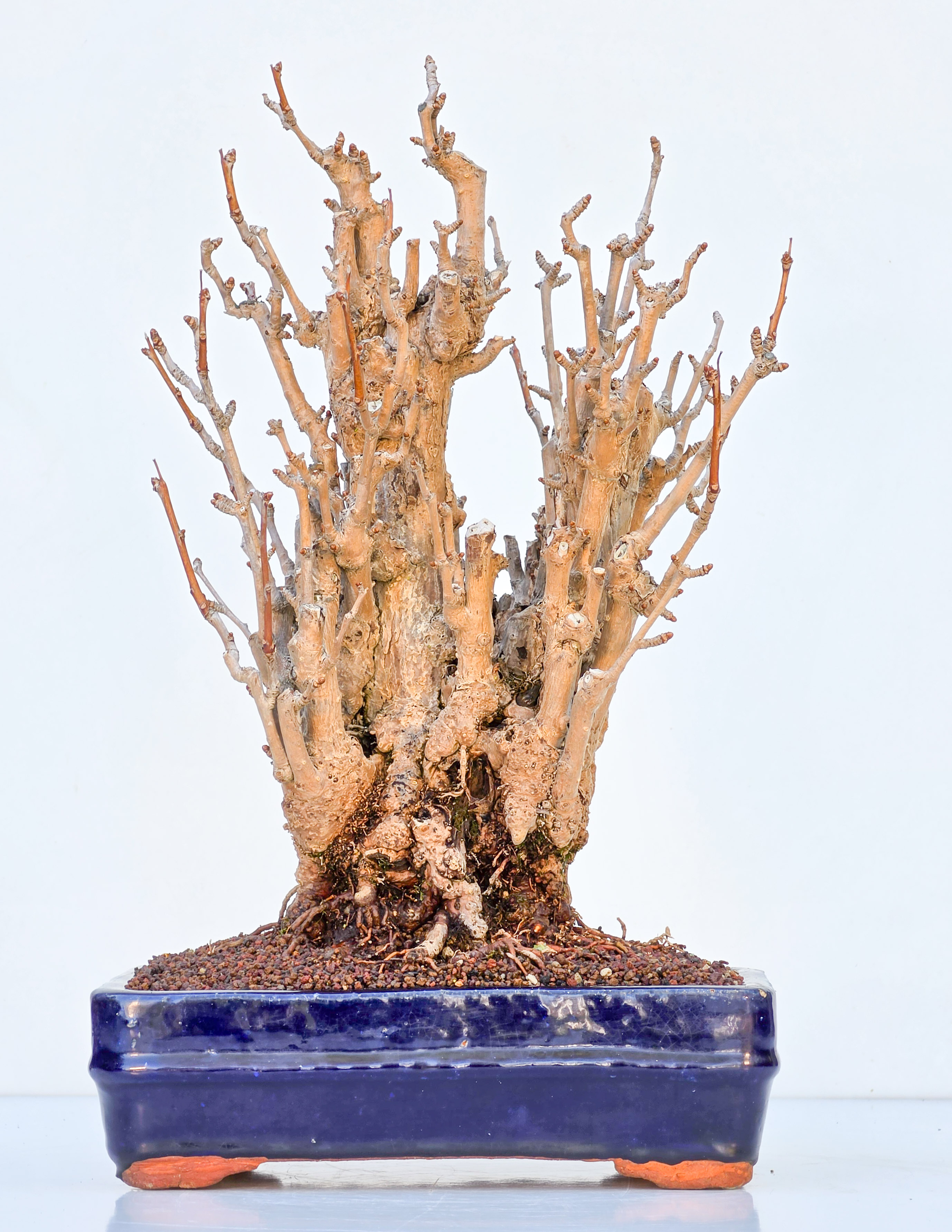 Bonsai Ginkgo biloba 35cm