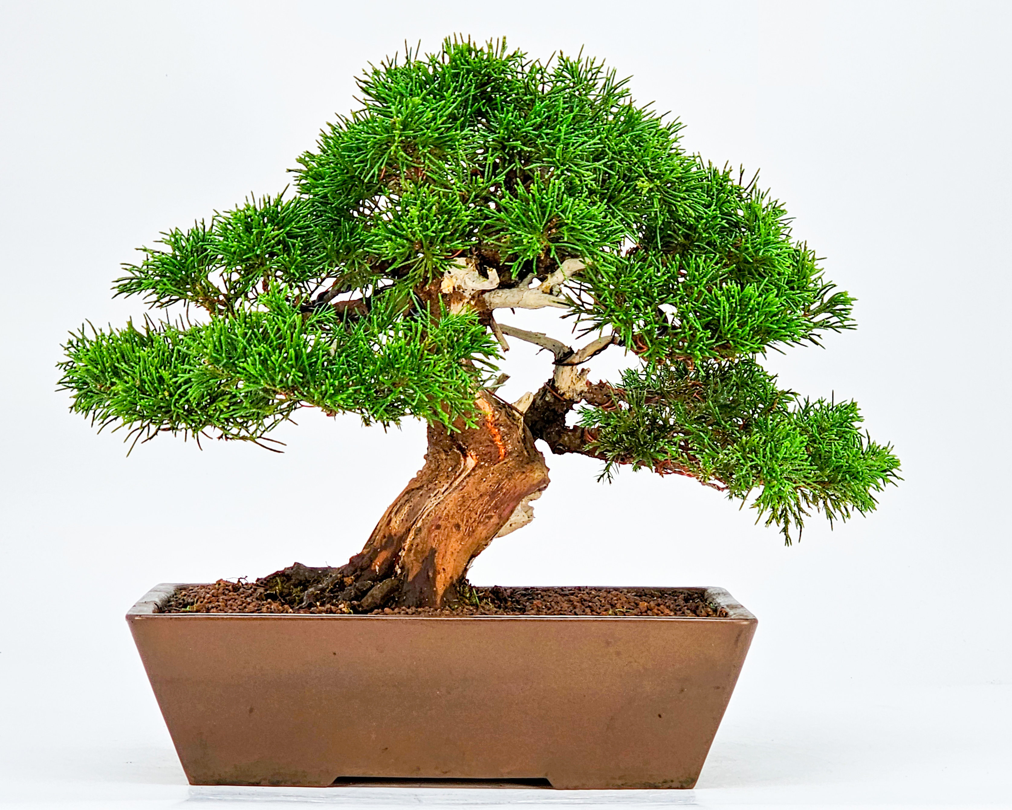 Bonsai Wacholder Juniperus chinensis Shohin 21cm