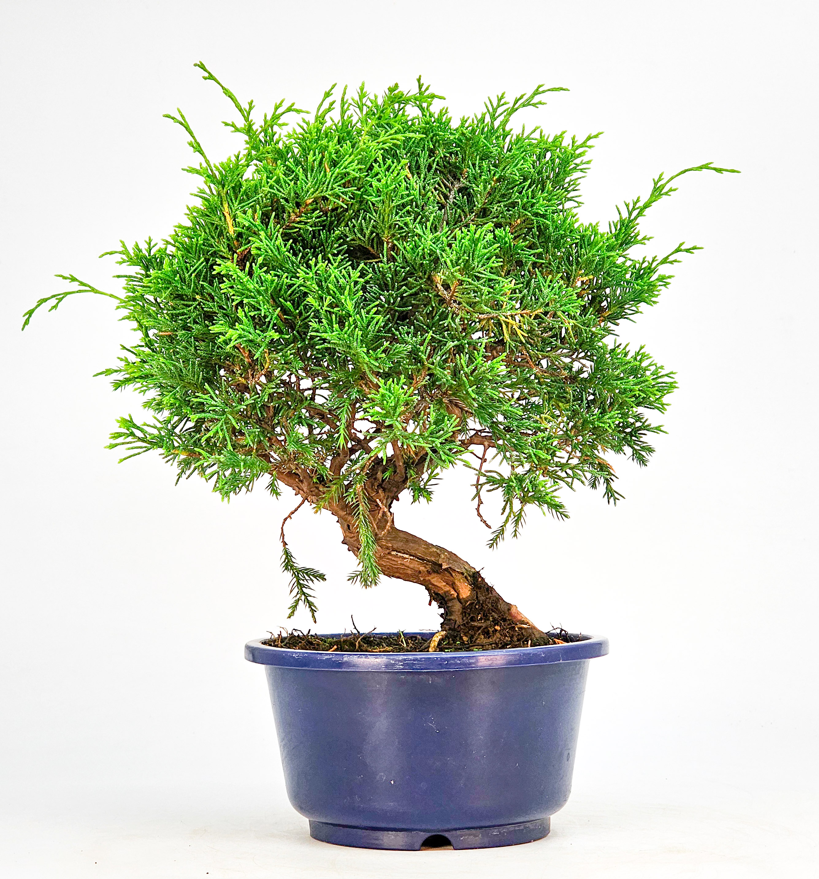 Bonsai Wacholder Juniperus chinensis shimpaku Shohin 21cm  
