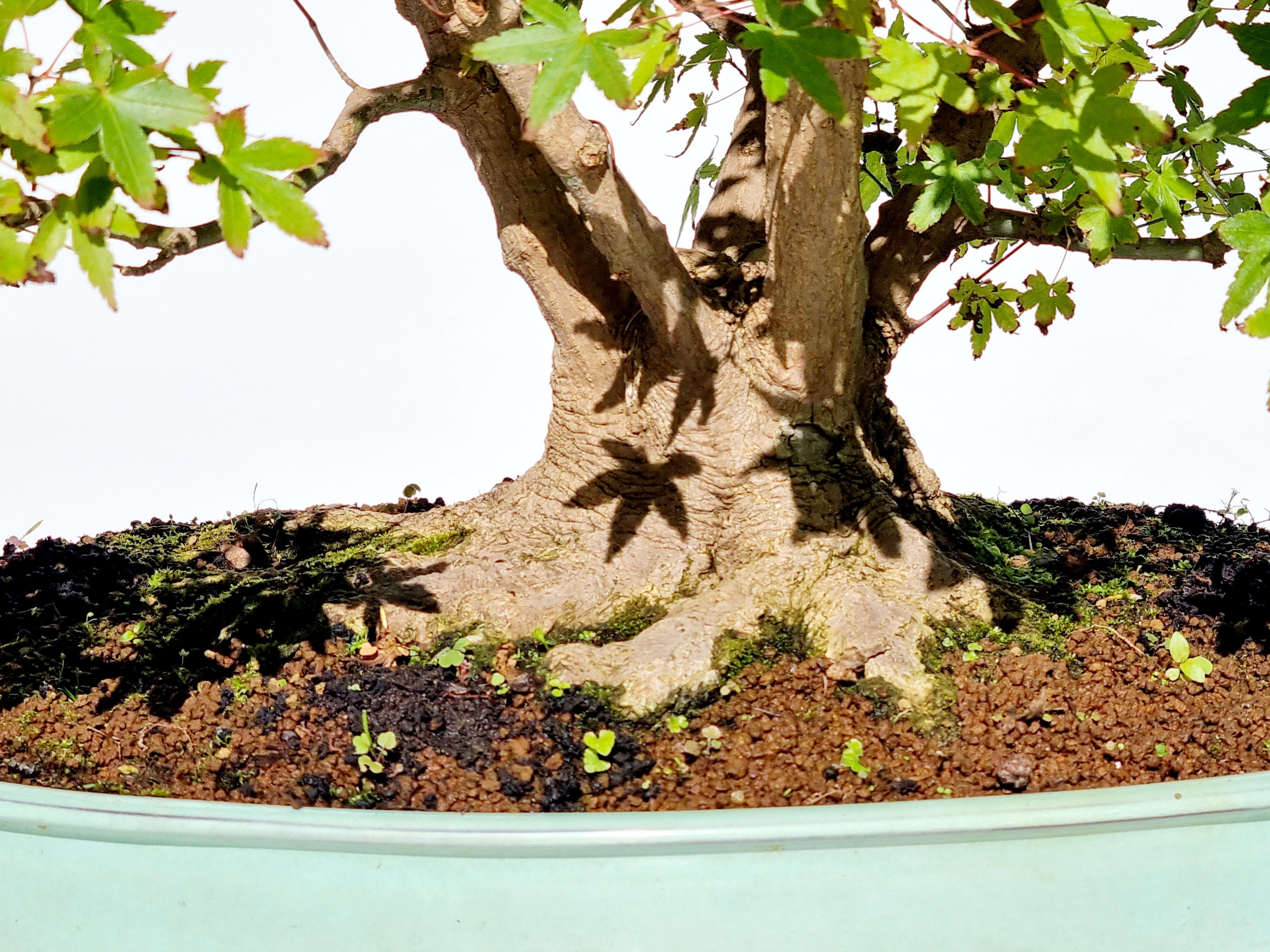 Bonsai Fächerahorn Acer Palmatum 58cm 