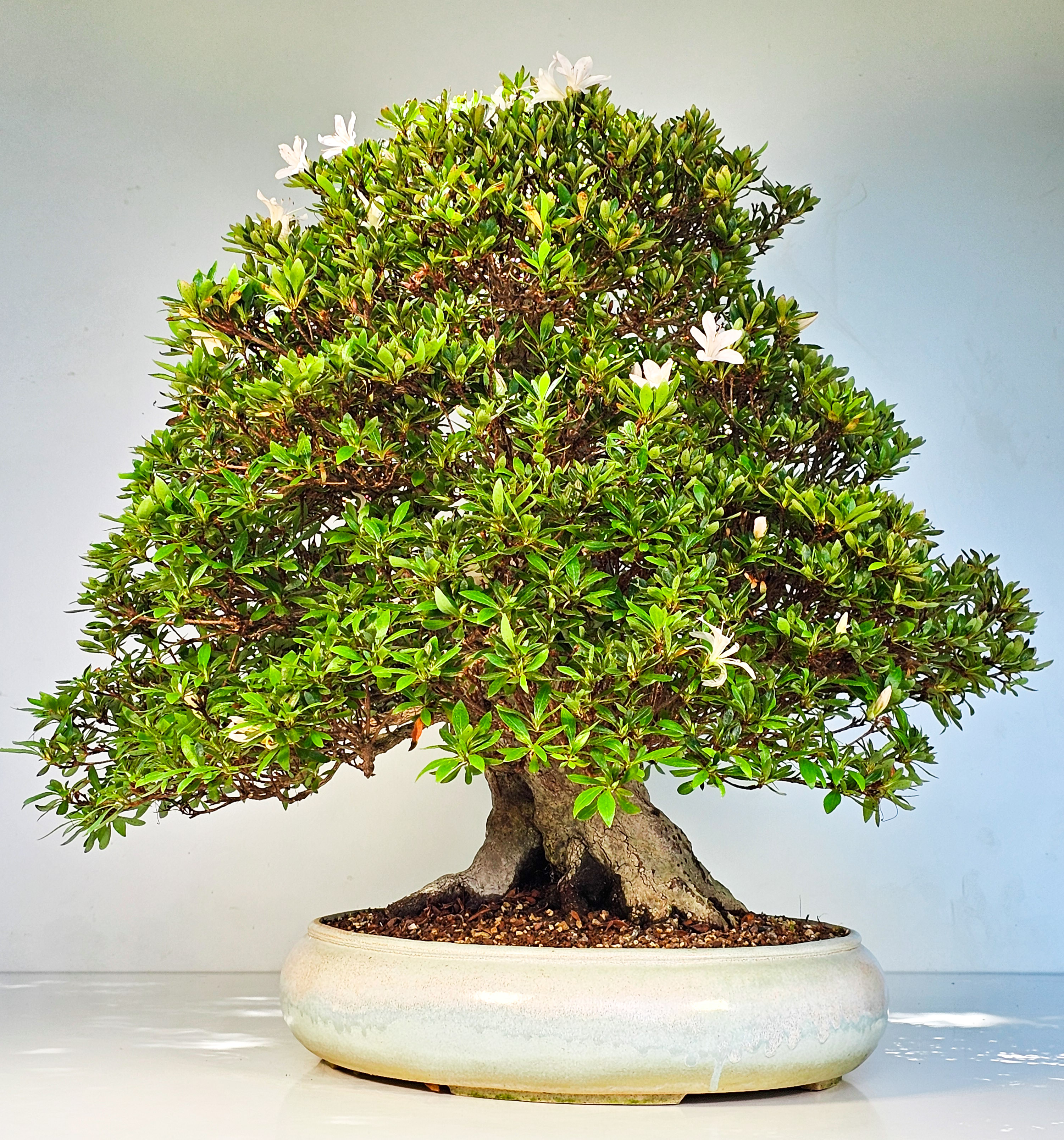 Bonsai Azalee Rhododendron indicum -Kozan- 55cm Bonsai Azalee Rhododendron indicum -Kozan- 55cm