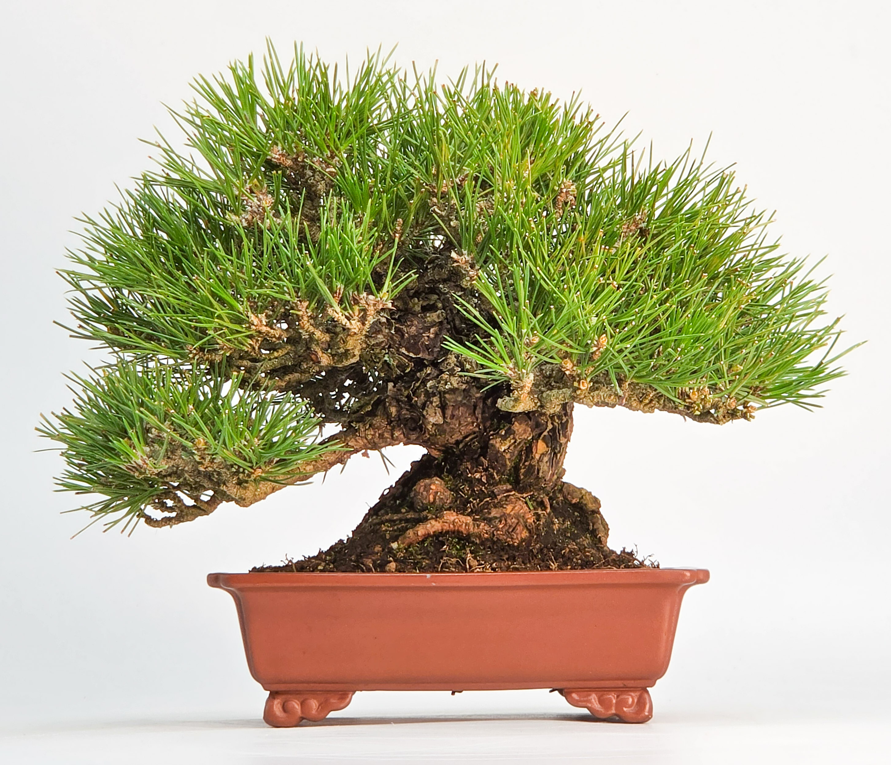 Bonsai Schwarzkiefer - Pinus thunbergii Shohin 19cm Video!!
