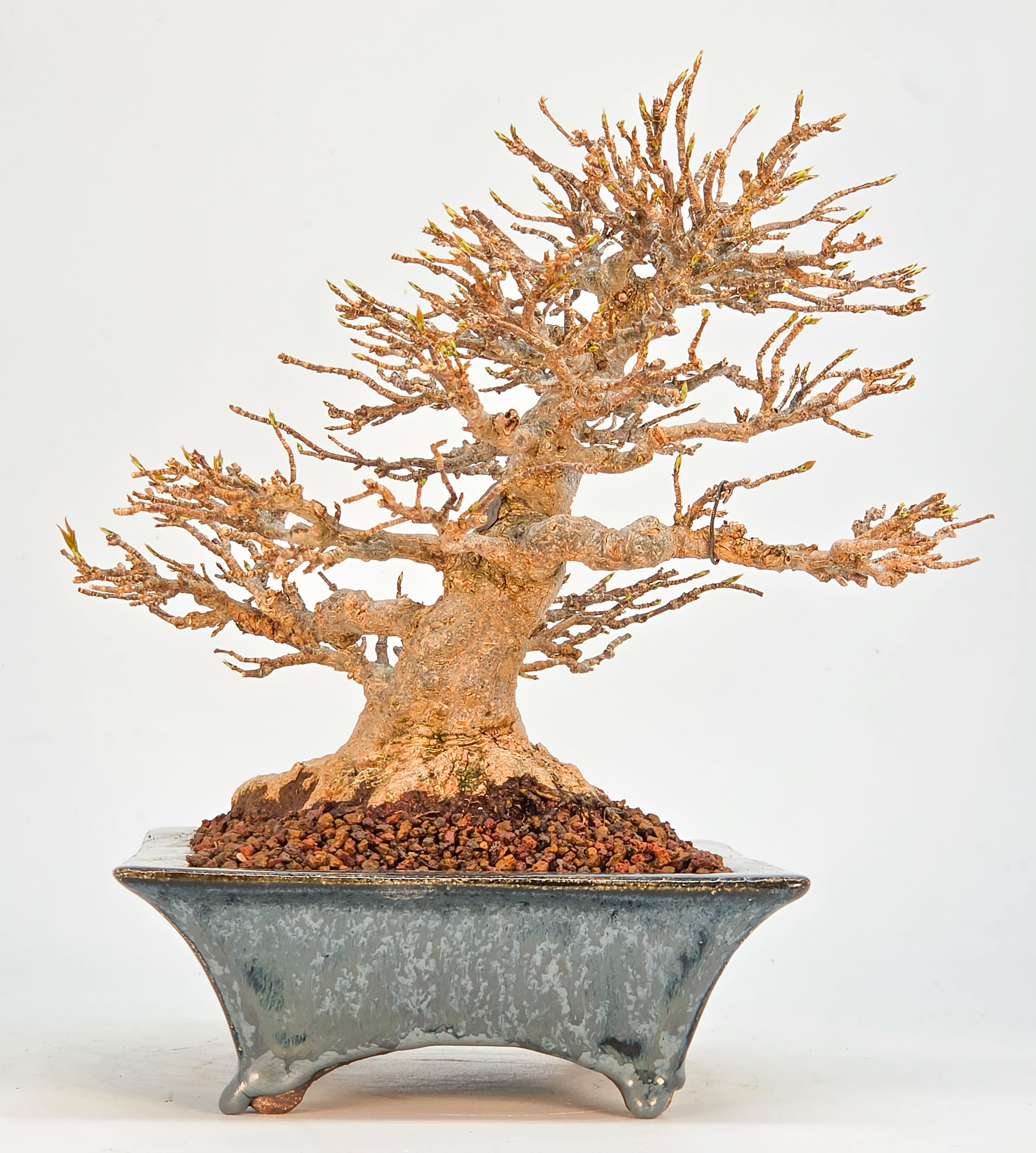 Bonsai Premium Dreispitzahorn - Acer buergerianum Shohin 20cm Video!!