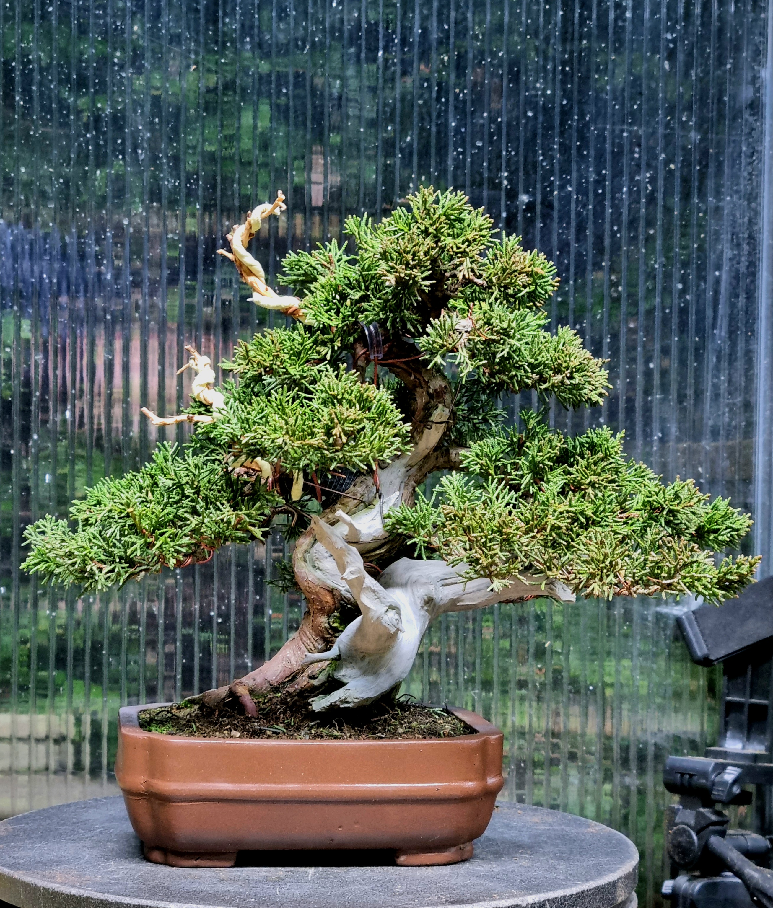 Bonsai Wacholder Juniperus Itoigawa Shohin 21cm  