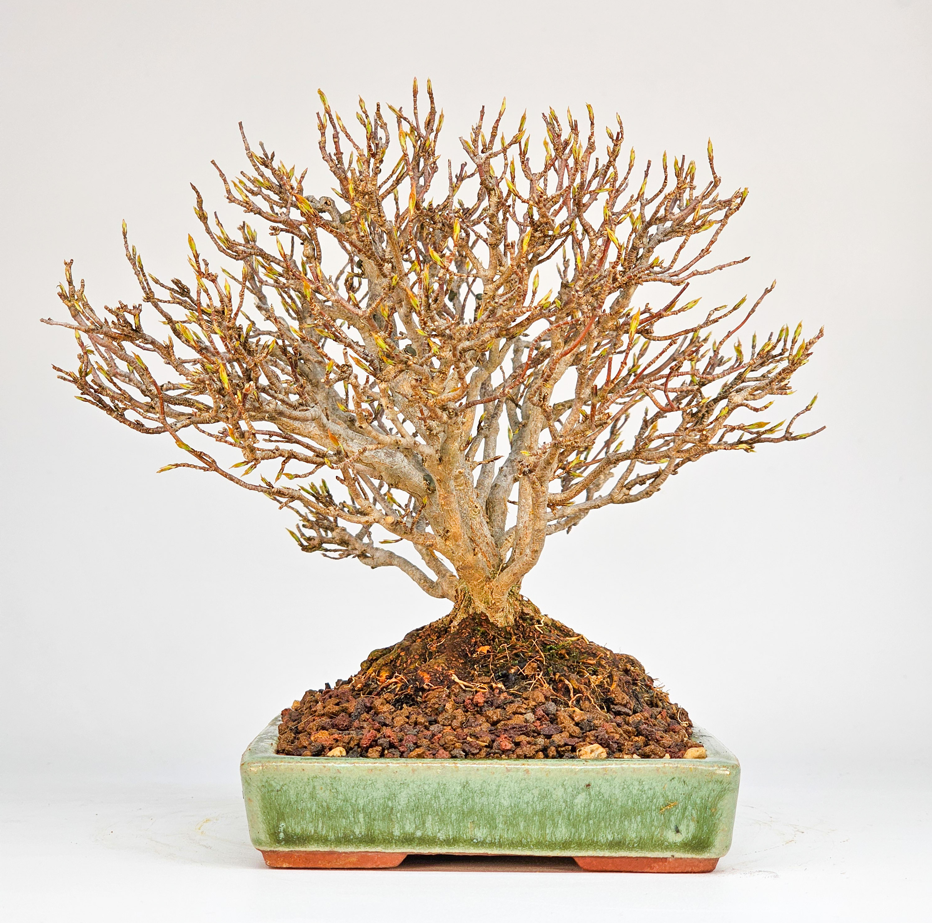 Bonsai Premium Dreispitzahorn - Acer buergerianum Shohin 15cm Video!!