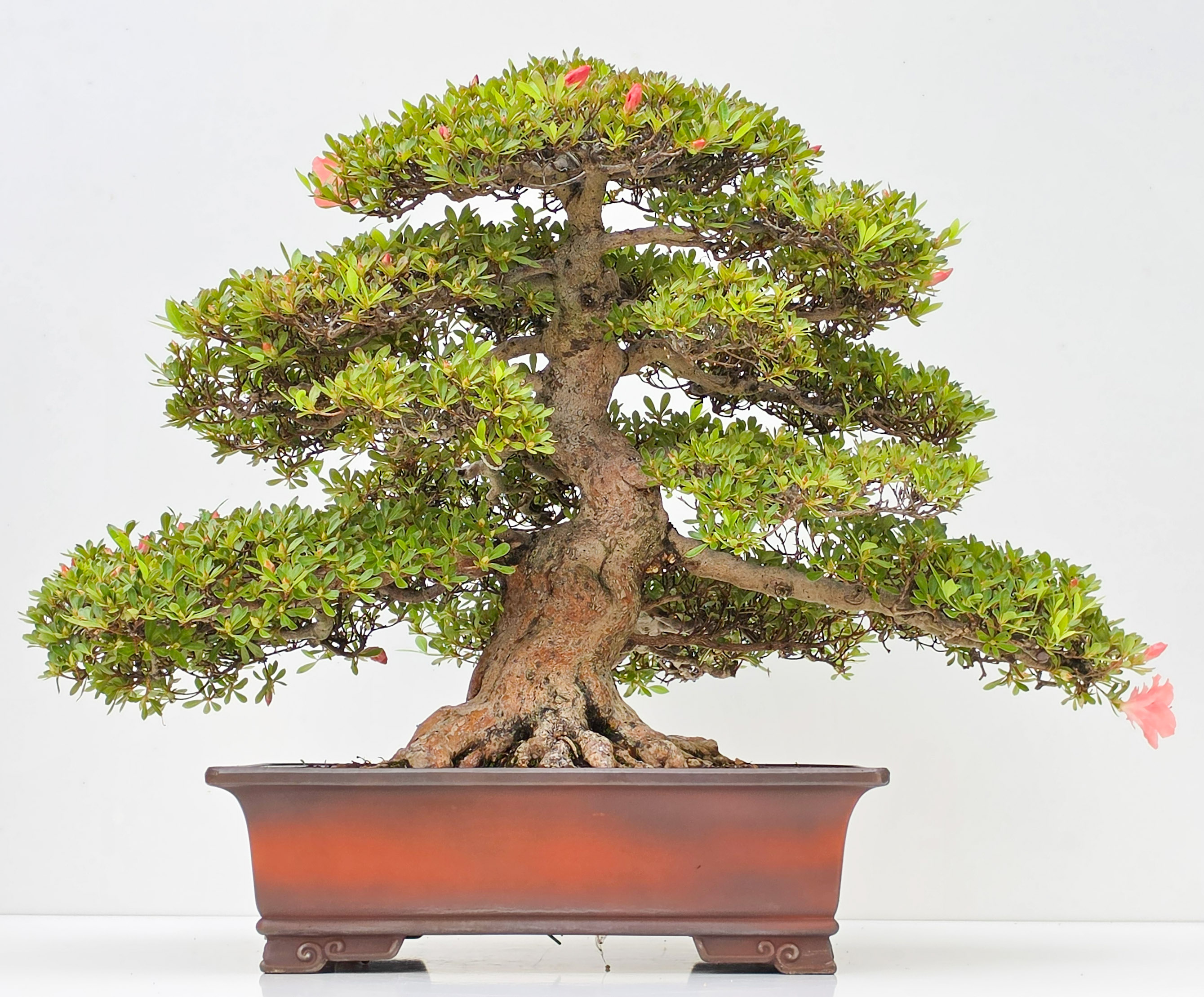 Bonsai Premium Azalee -  Rhododendron indicum wakaebisu 47cm