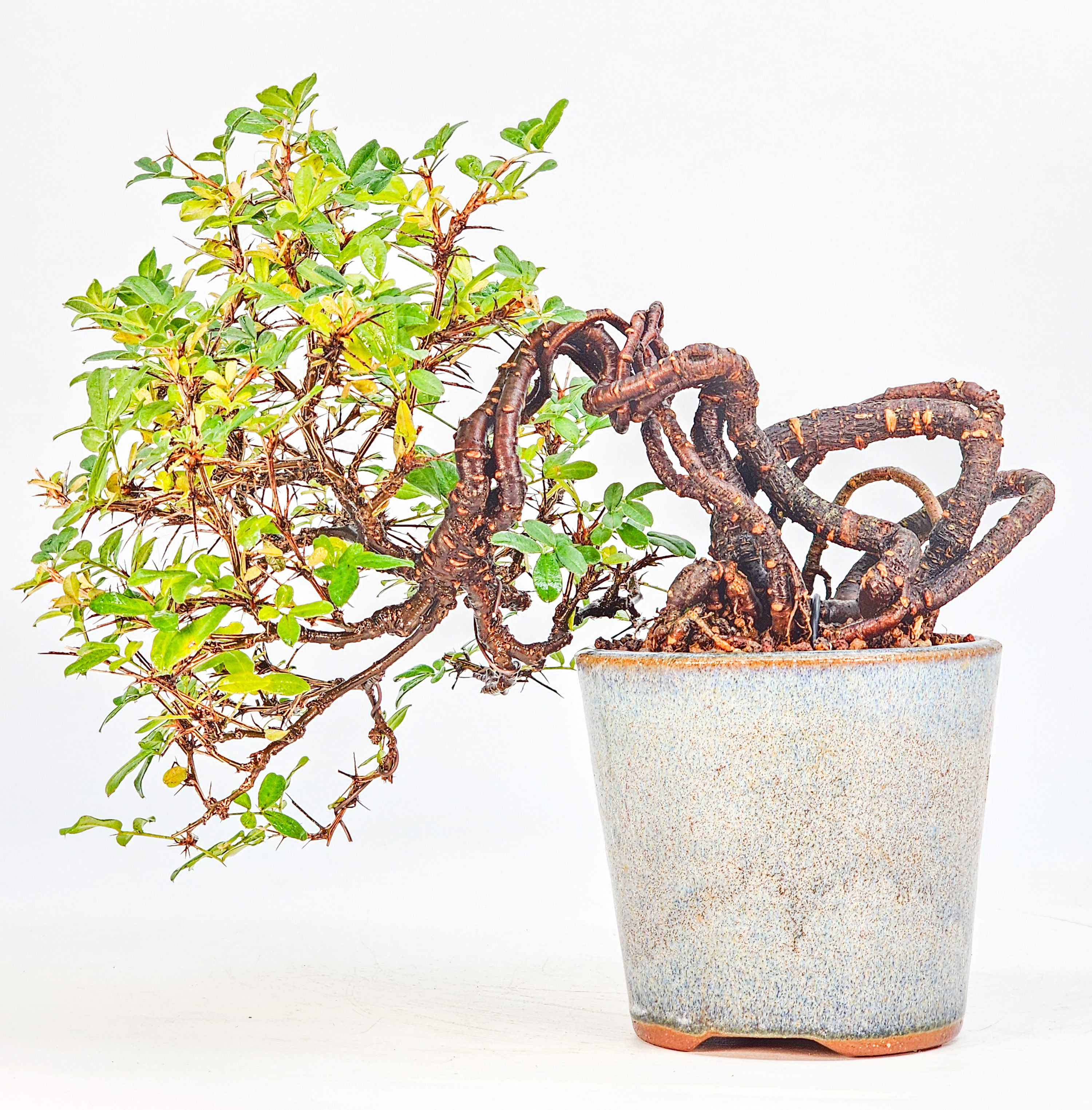Bonsai Chinesischer Erbsenstrauch- Caragana sinica Shohin 10cm 
