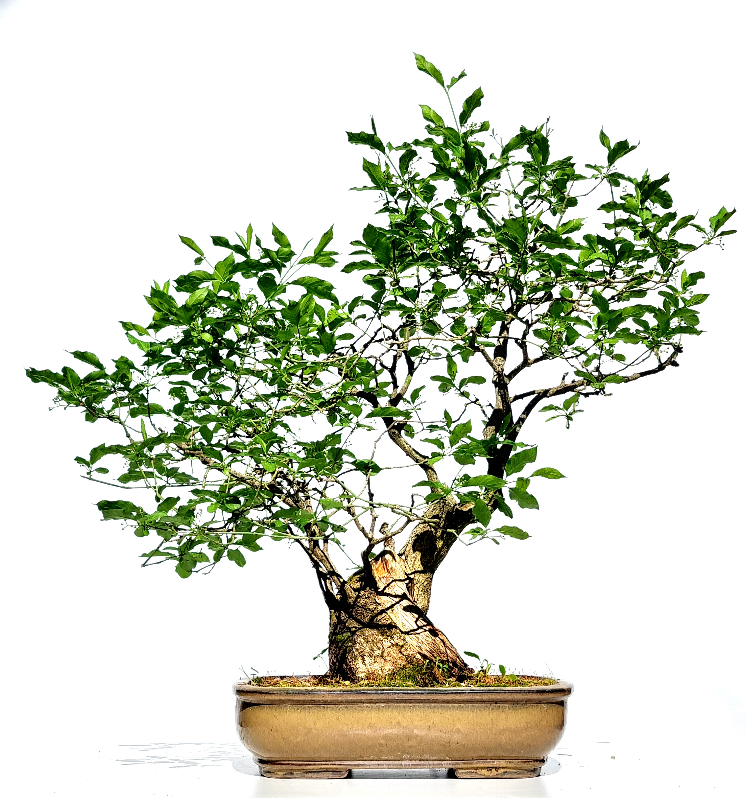 Bonsai Pfaffenhütchen - Euonymus europaeus 62cm