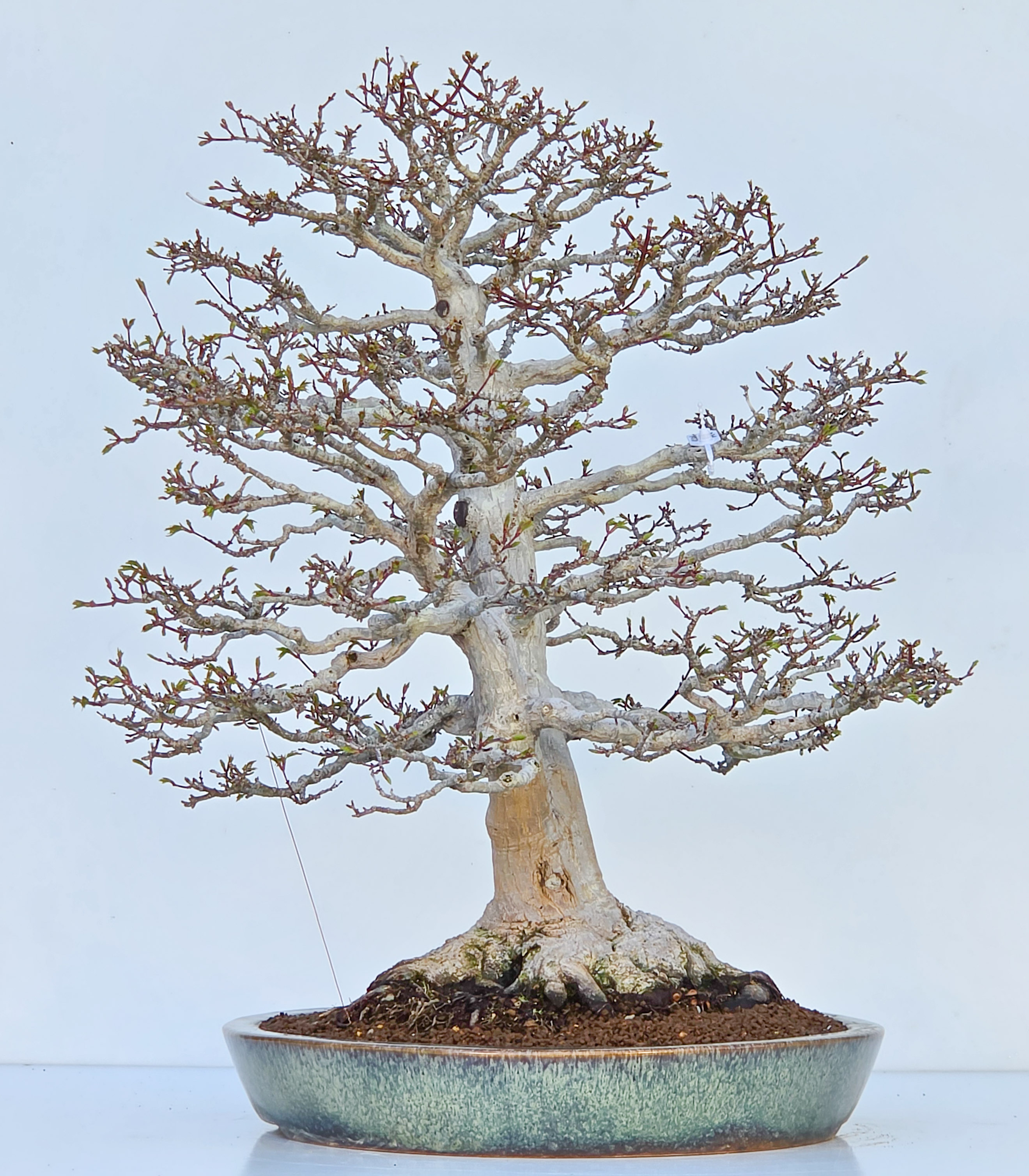 Bonsai Premium Löwenkopfahorn- Acer palmatum Shishigashira 61cm Video!!