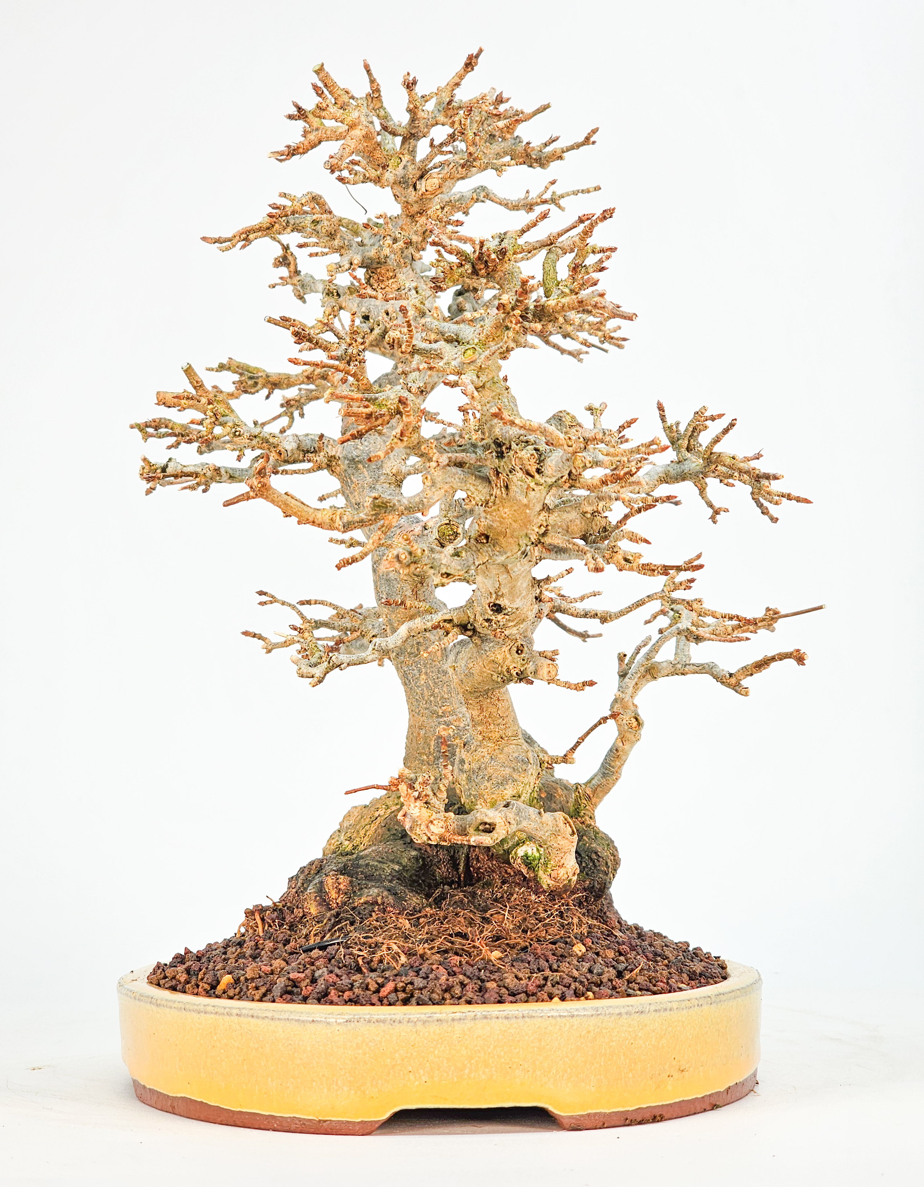 Bonsai Dreispitzahorn - Acer buergerianum 23cm Video!!
