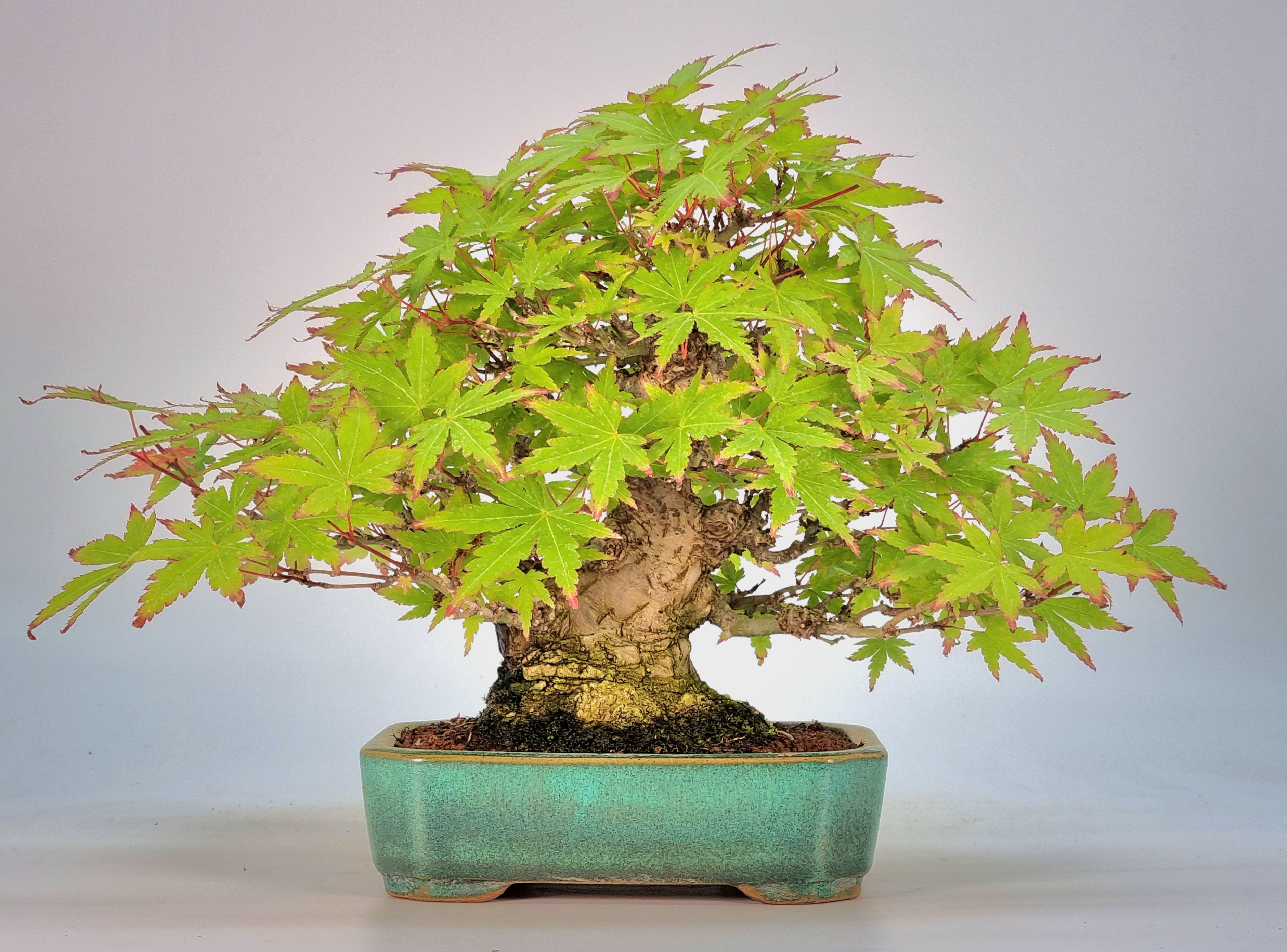 Bonsai Fächerahorn - Acer palmatum Yamamomiji Shohin 13cm    