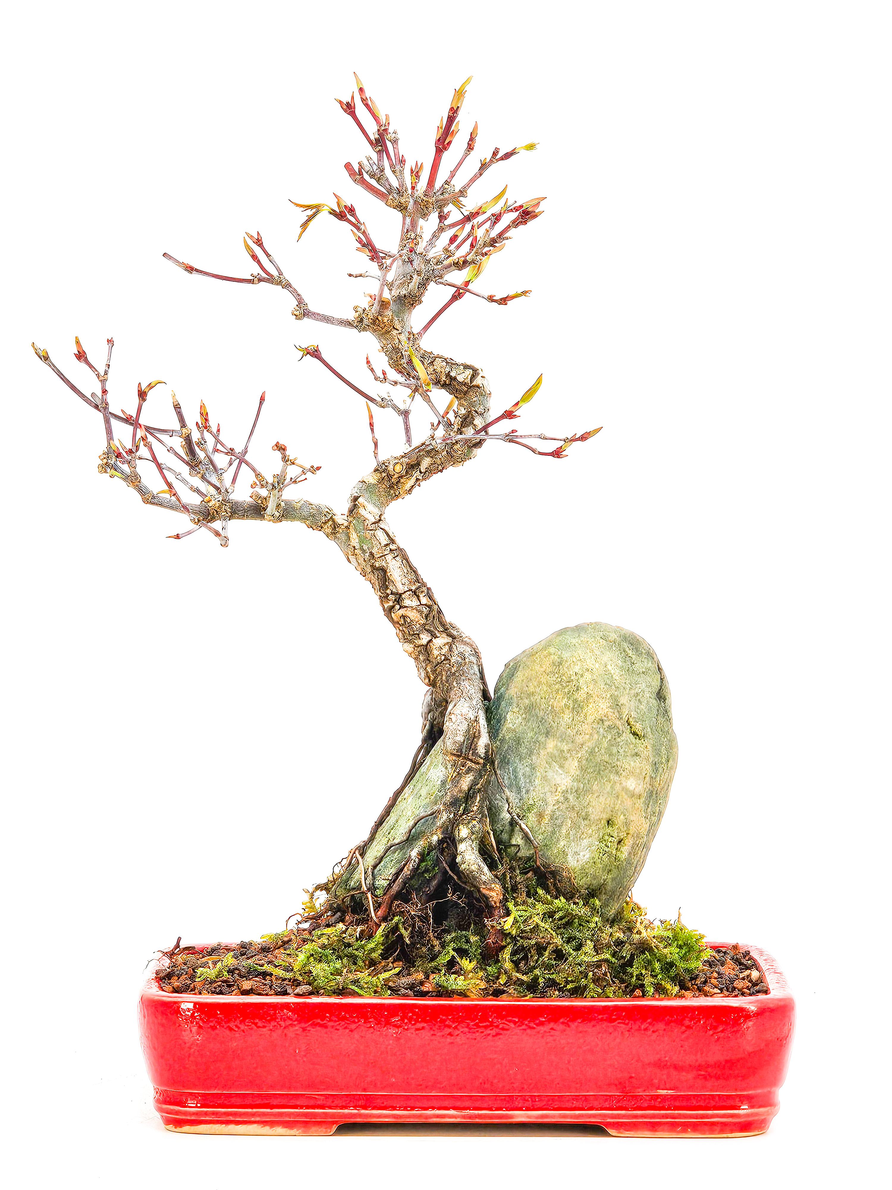 Bonsai Fächerahorn - Acer palmatum Arakawa 25cm  