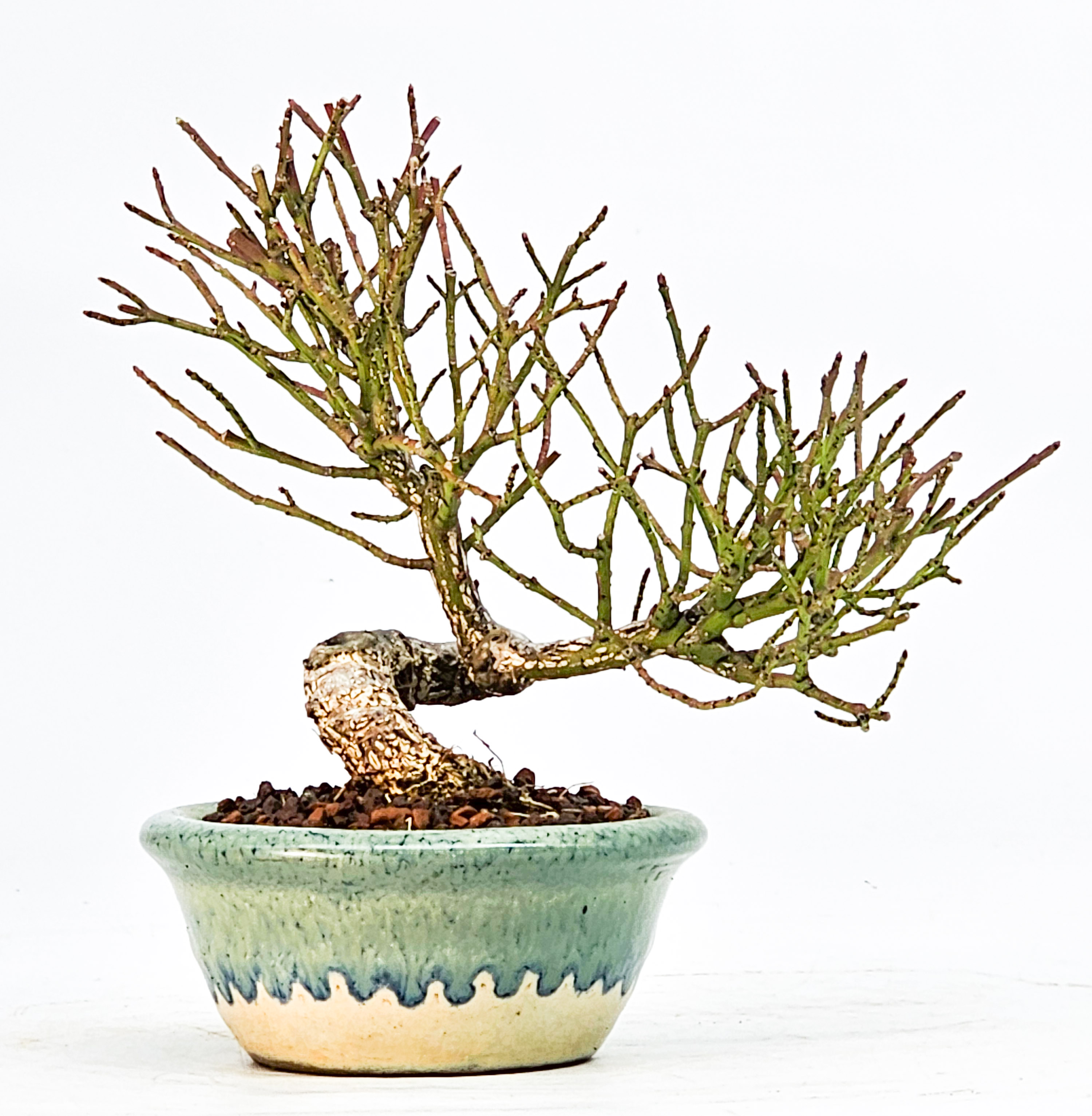  Bonsai Pfaffenhütchen - Euonymus Shohin 11,5cm