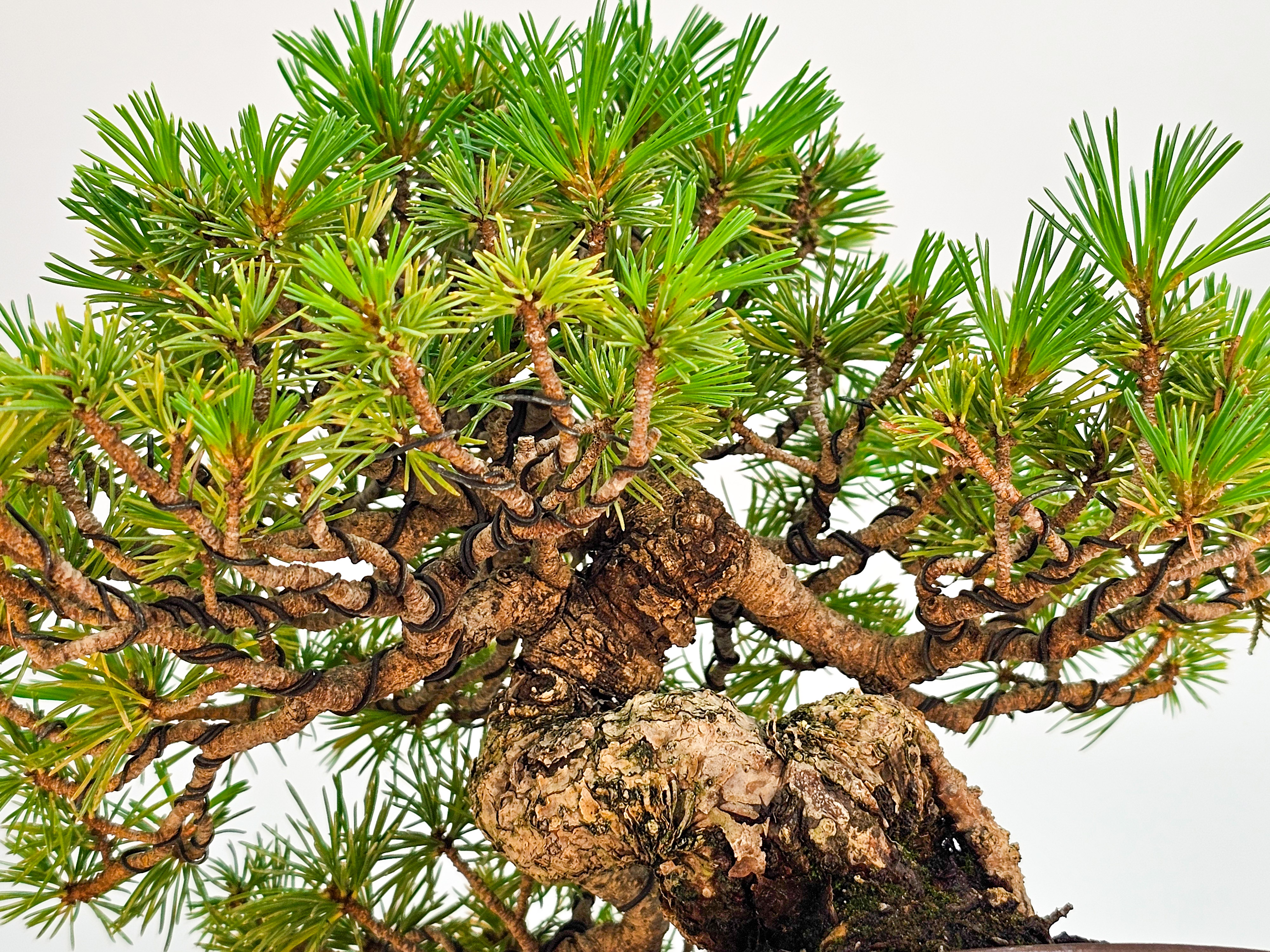 Bonsai Pinus parviflora - Mädchenkiefer Shohin 17,5cm