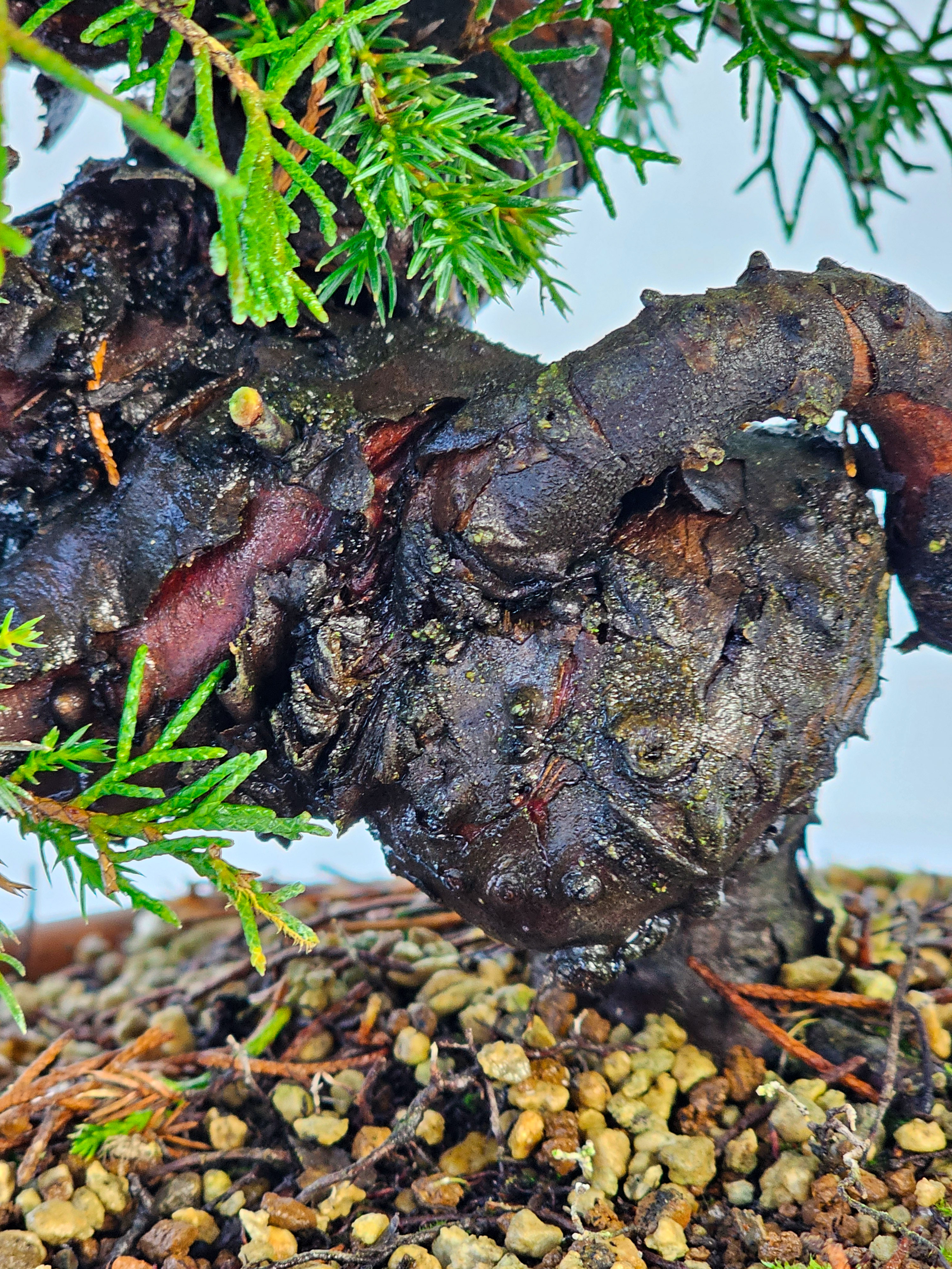 Bonsai Wacholder Juniperus chinensis shimpaku 46,5cm  