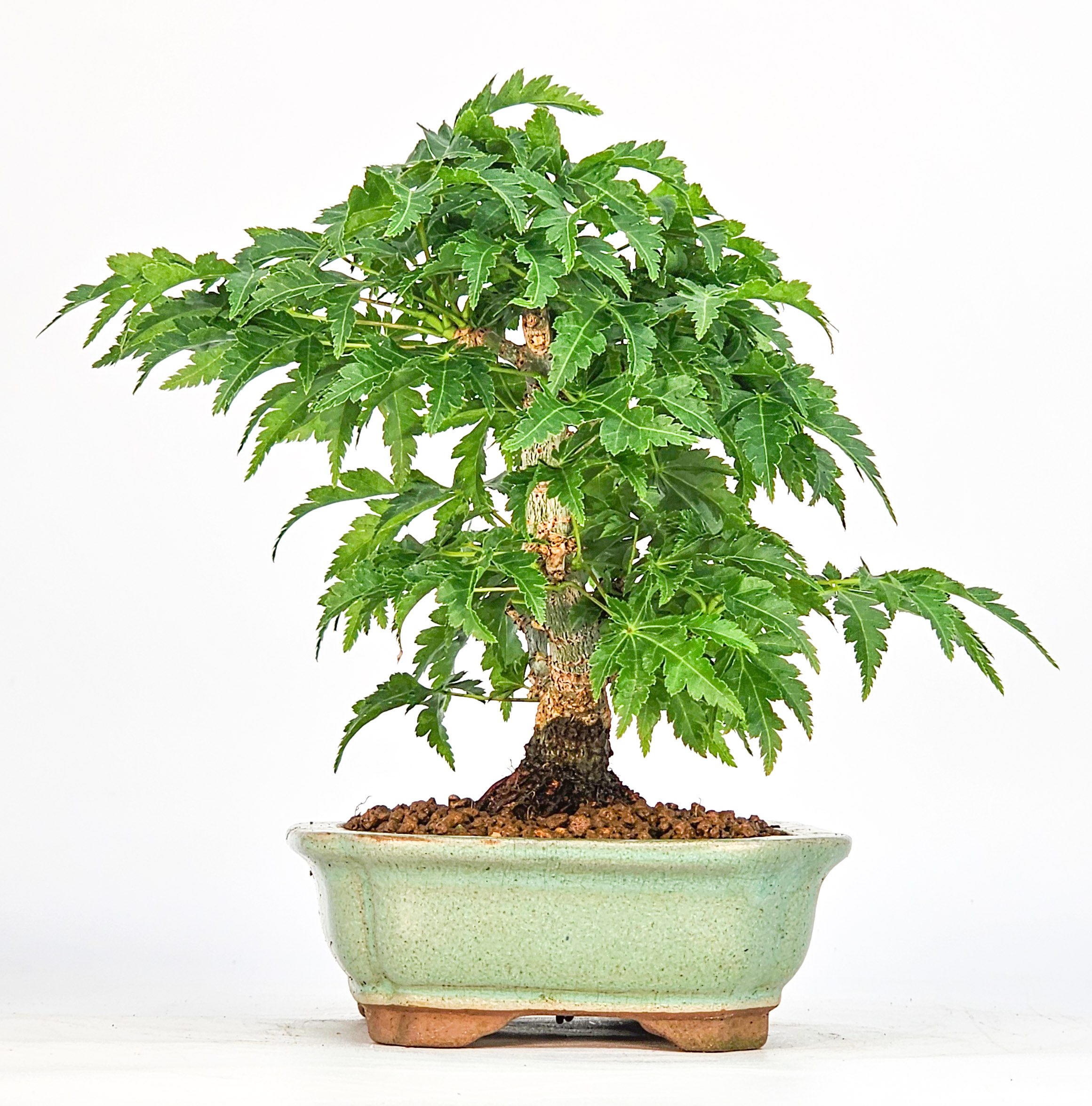 Bonsai Löwenkopfahorn- Acer palmatum Shishigashira Shohin 11cm