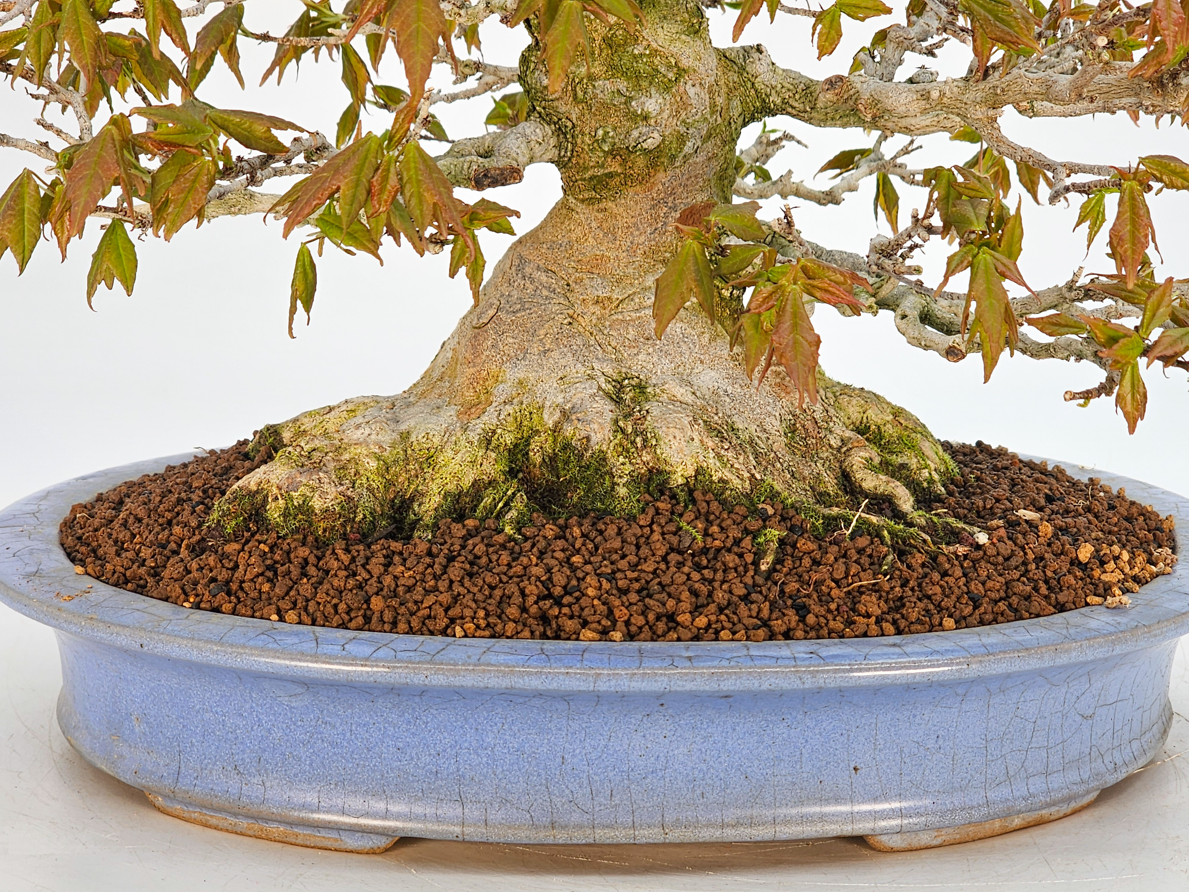 Bonsai Premium Dreispitzahorn - Acer buergerianum Shohin 25cm