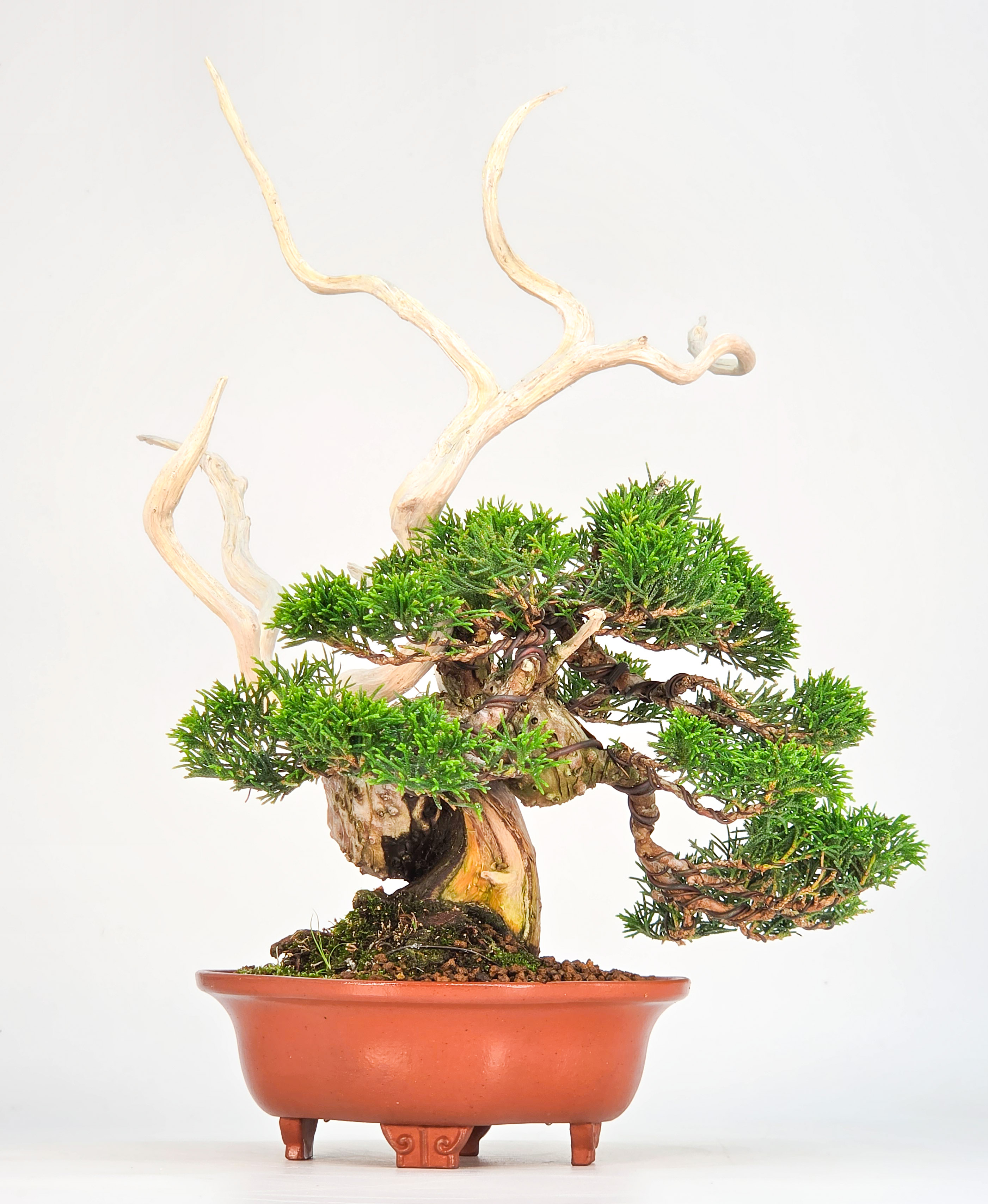 Bonsai Premium Wacholder - Juniperus chinensis 13/30cm Video!!