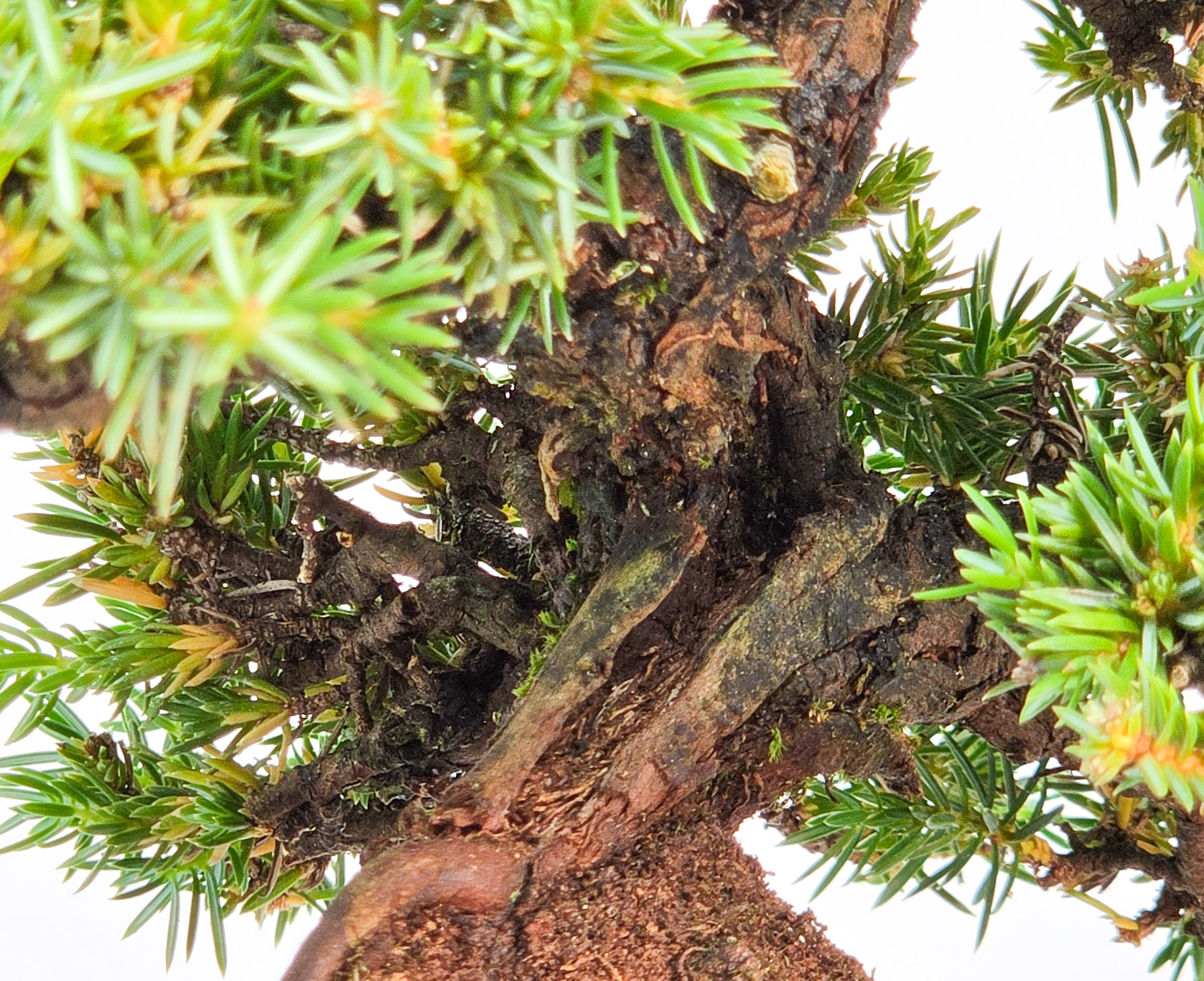 Bonsai Igelwacholder Juniperus Rigida Shohin 17cm
