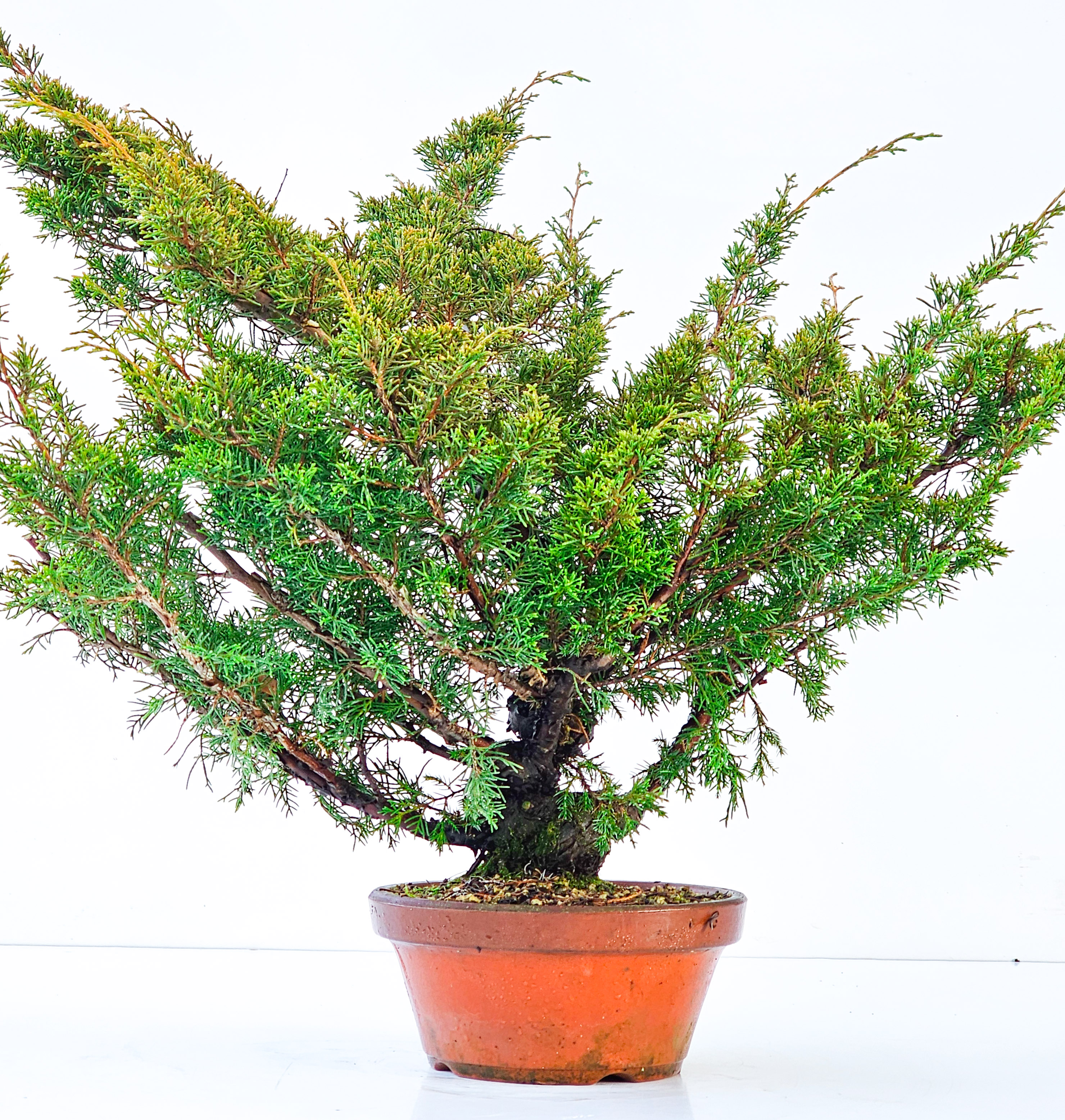 Bonsai Wacholder Juniperus chinensis shimpaku 41,5cm 