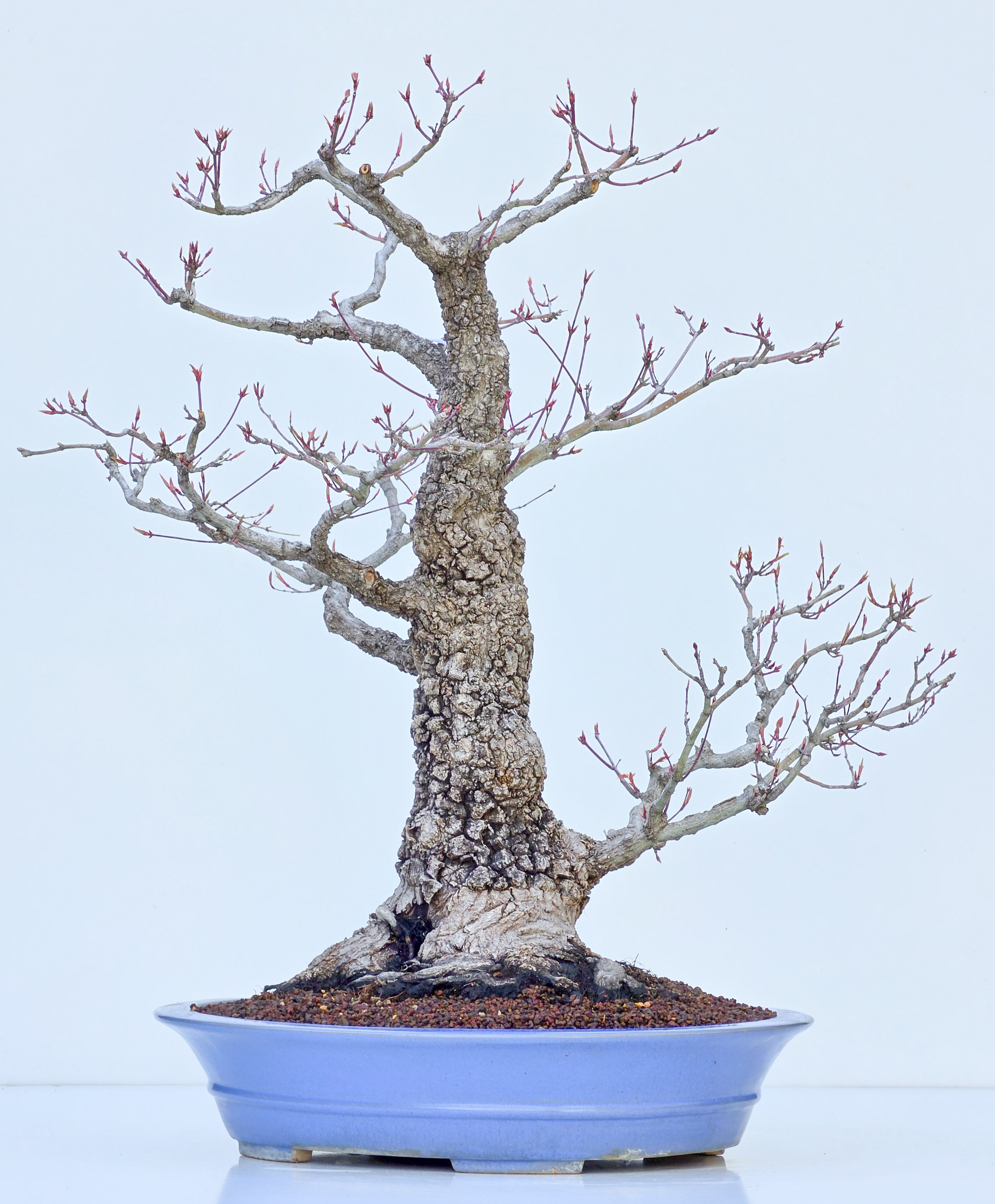 Bonsai Fächerahorn - Acer palmatum Arakawa 54cm
