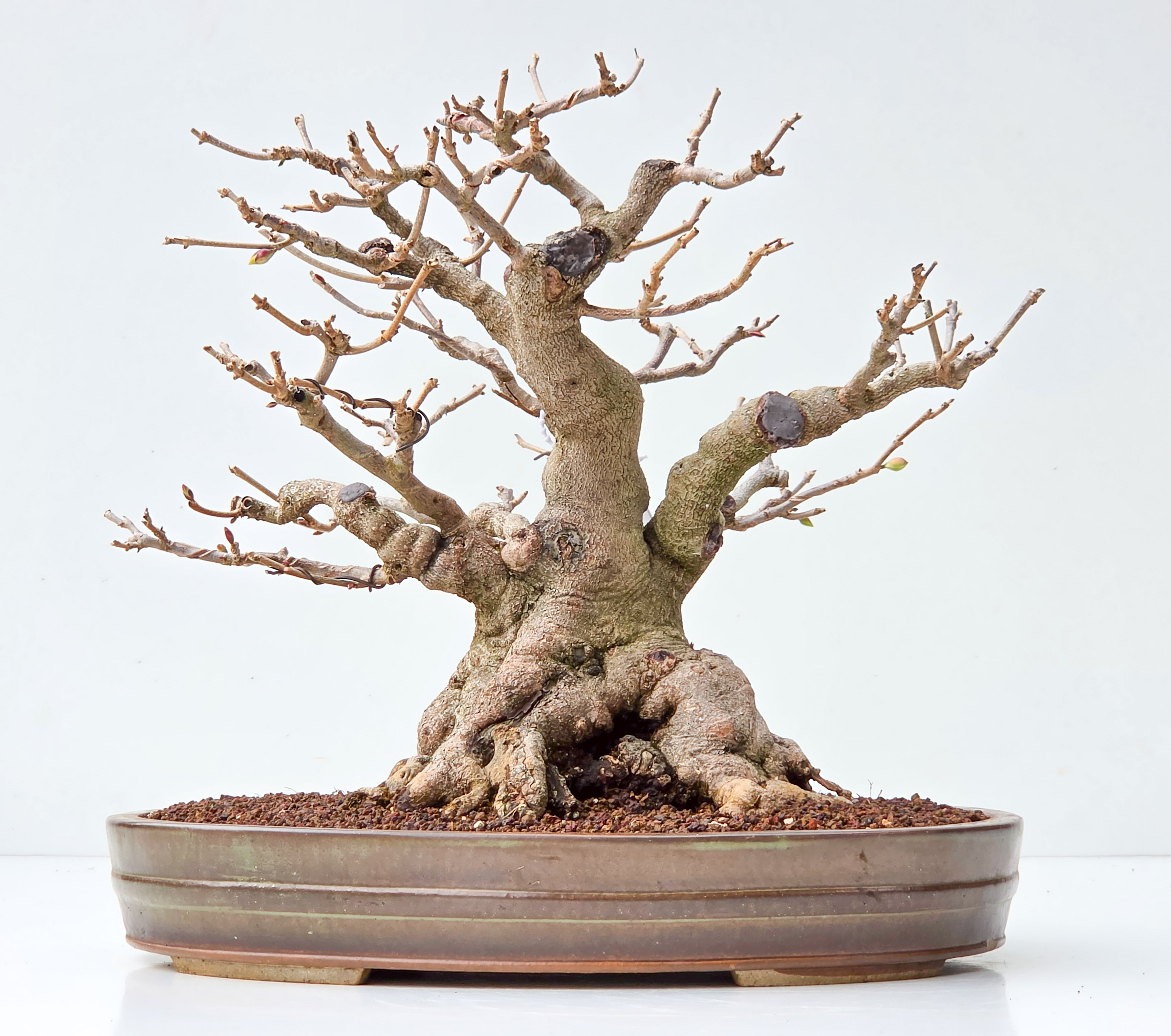 Bonsai Premium Scheinhasel - Corylopsis spicata 31cm