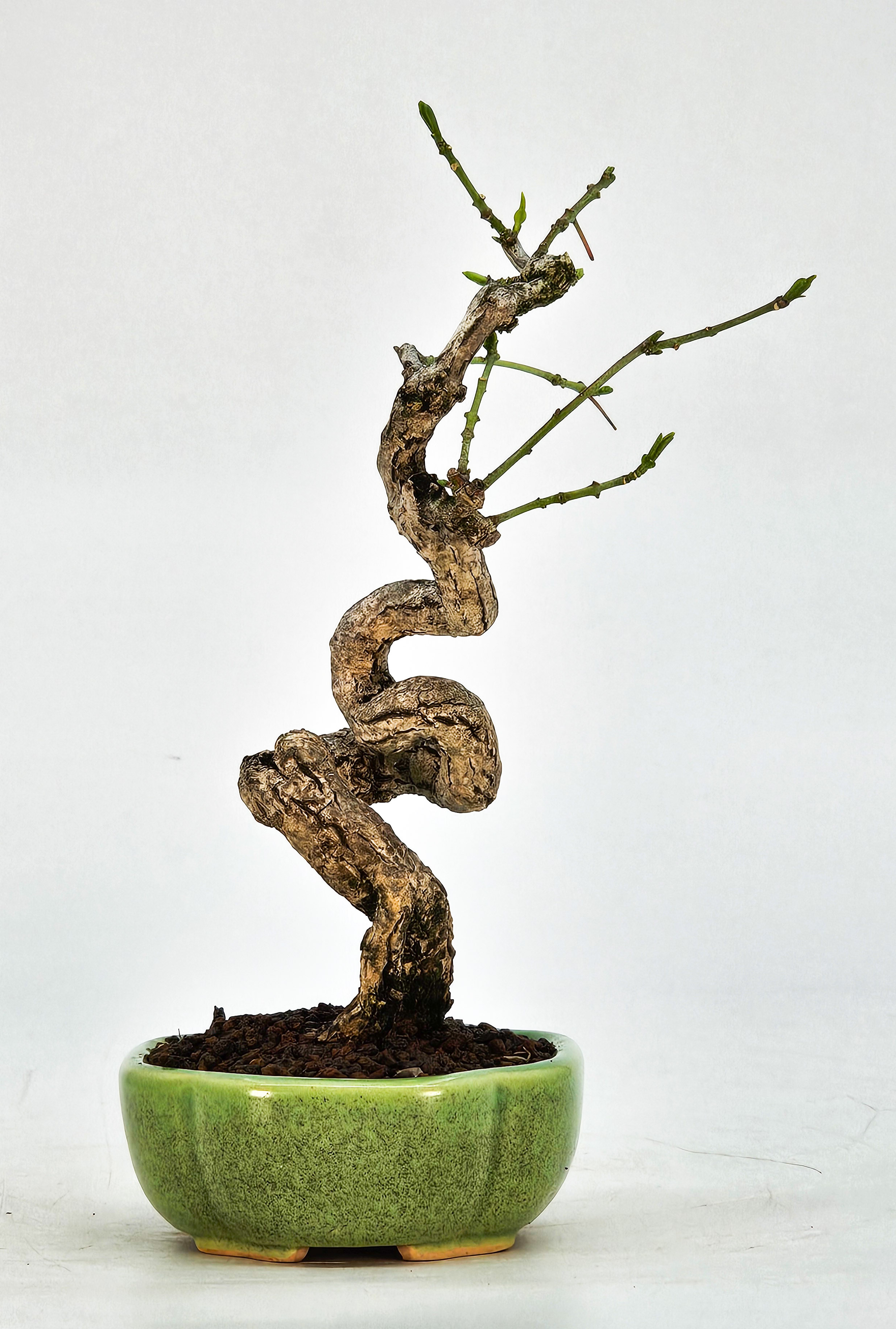 Bonsai Pfaffenhütchen - Euonymus Shohin 15cm