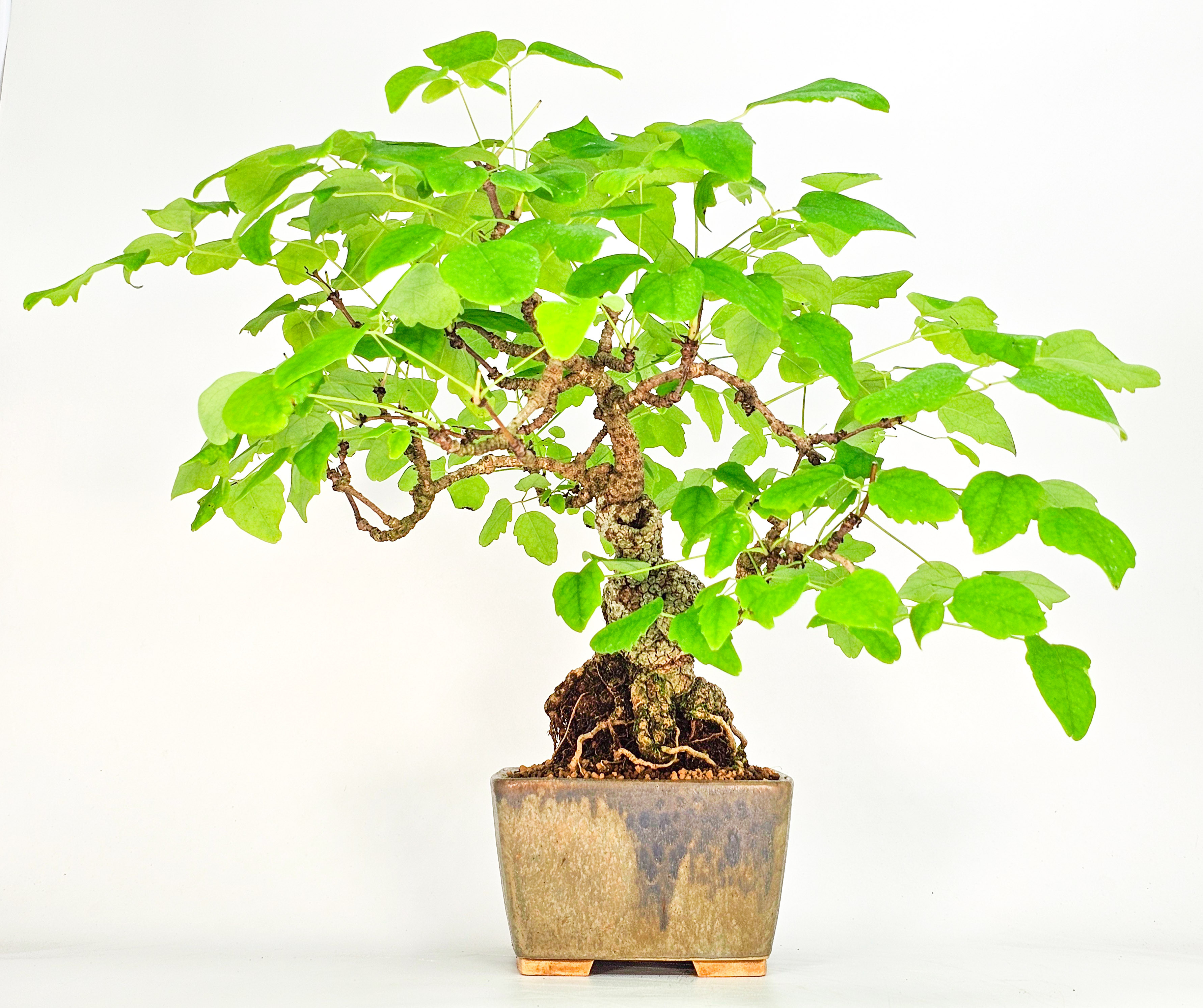 Bonsai Akebia quinata 24cm