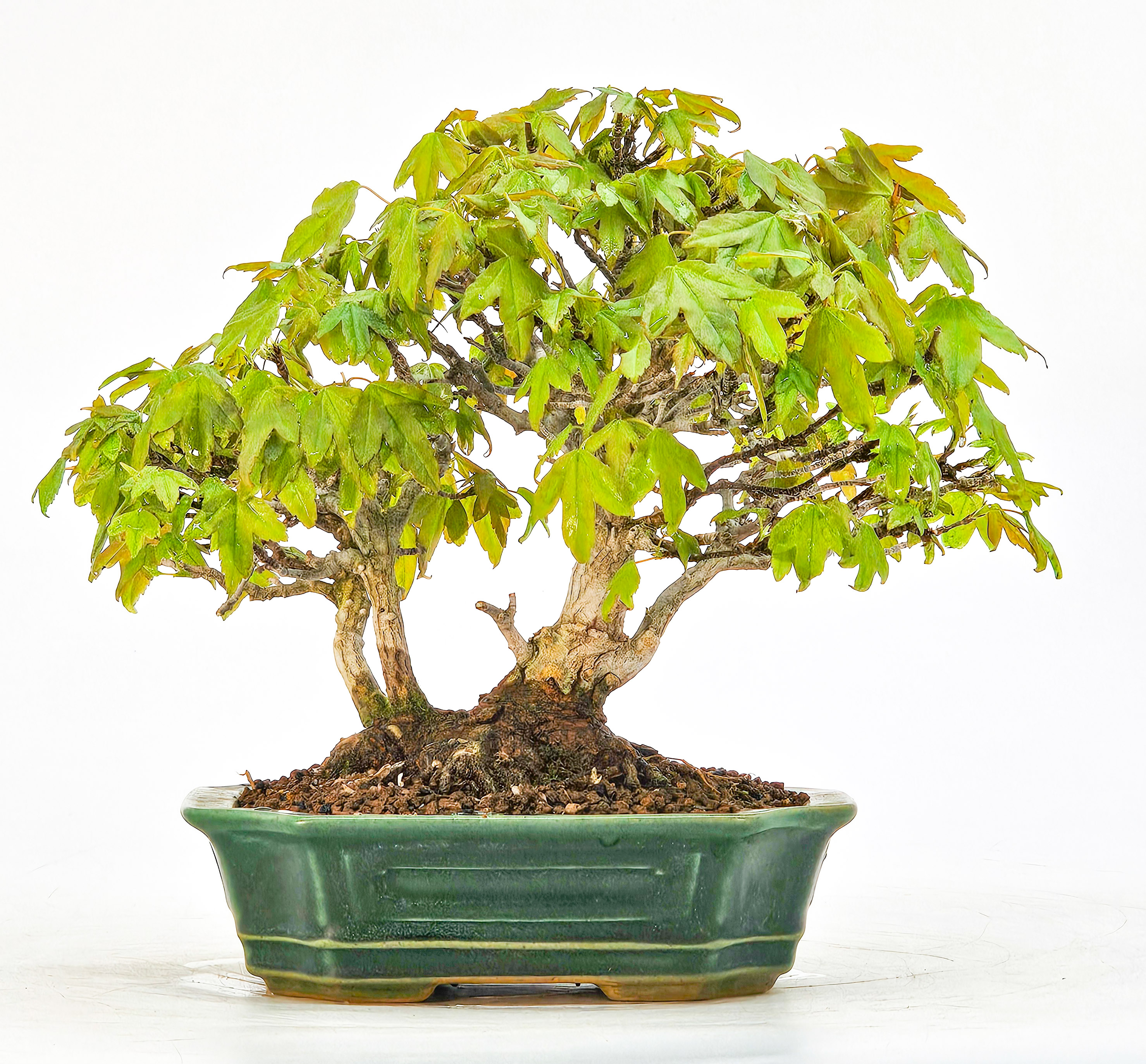 Bonsai Premium Dreispitzahorn - Acer buergerianum Shohin 14cm - Video  