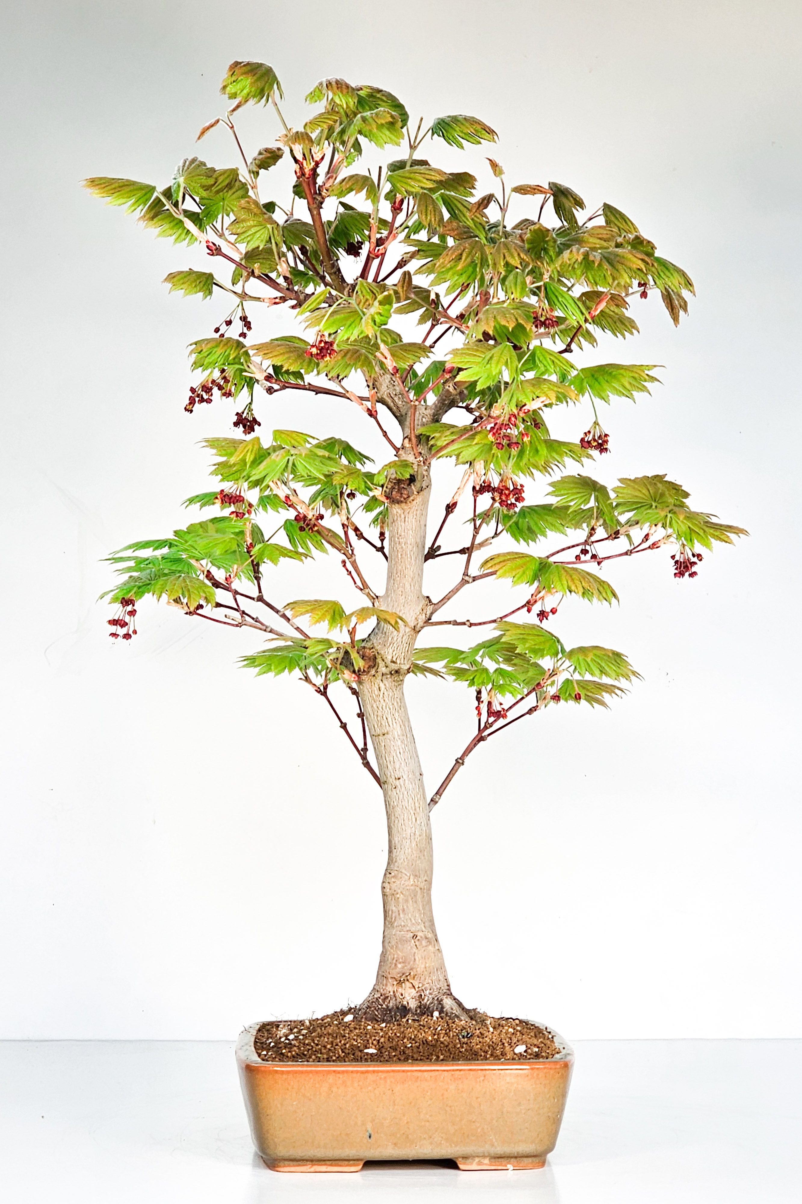 Bonsai Japanischer Ahorn - Acer japonicum 55cm 