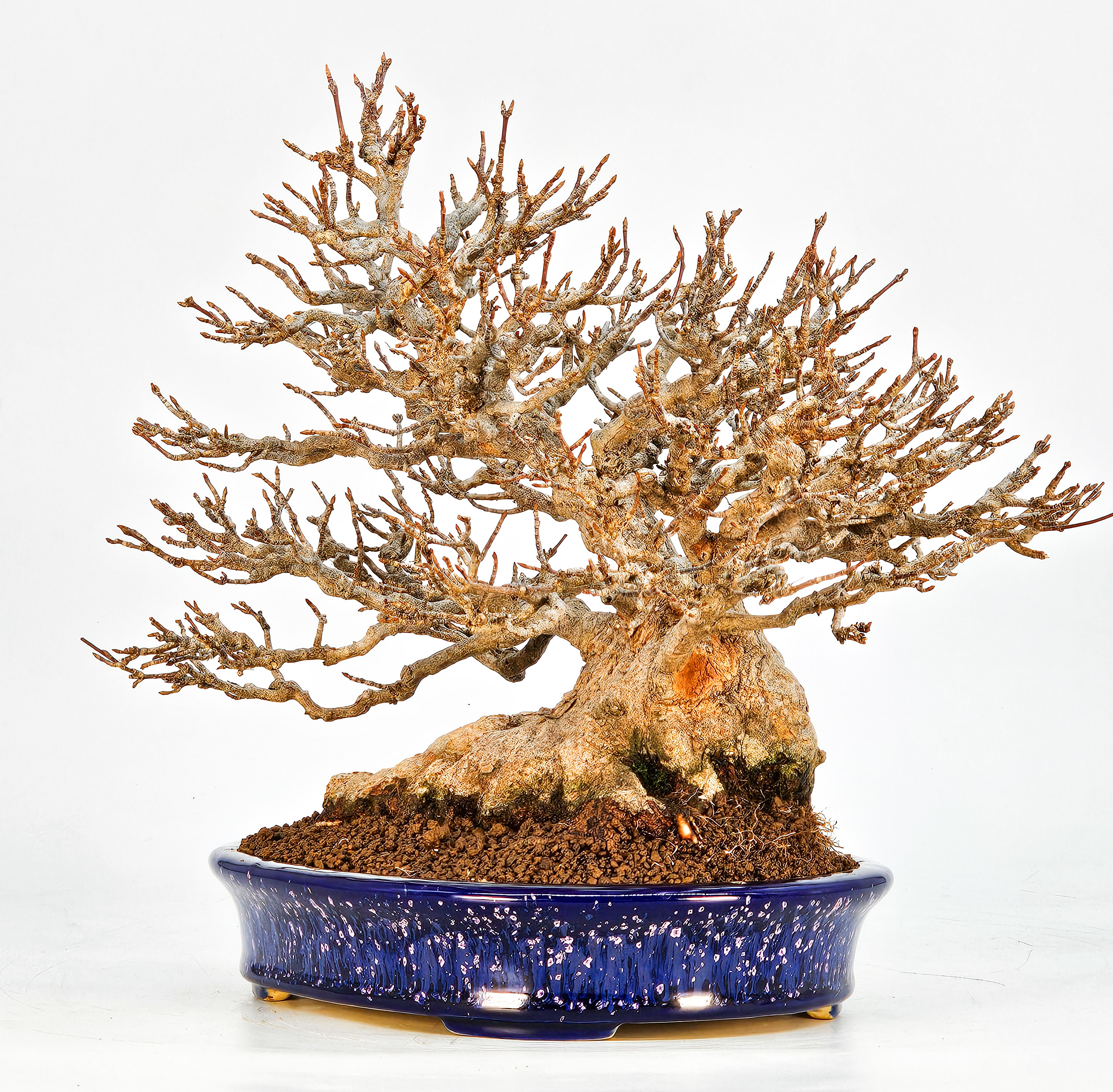 Bonsai Dreispitzahorn - Acer buergerianum 20cm Video!! Bonsai Dreispitzahorn - Acer buergerianum 20cm Video!!
