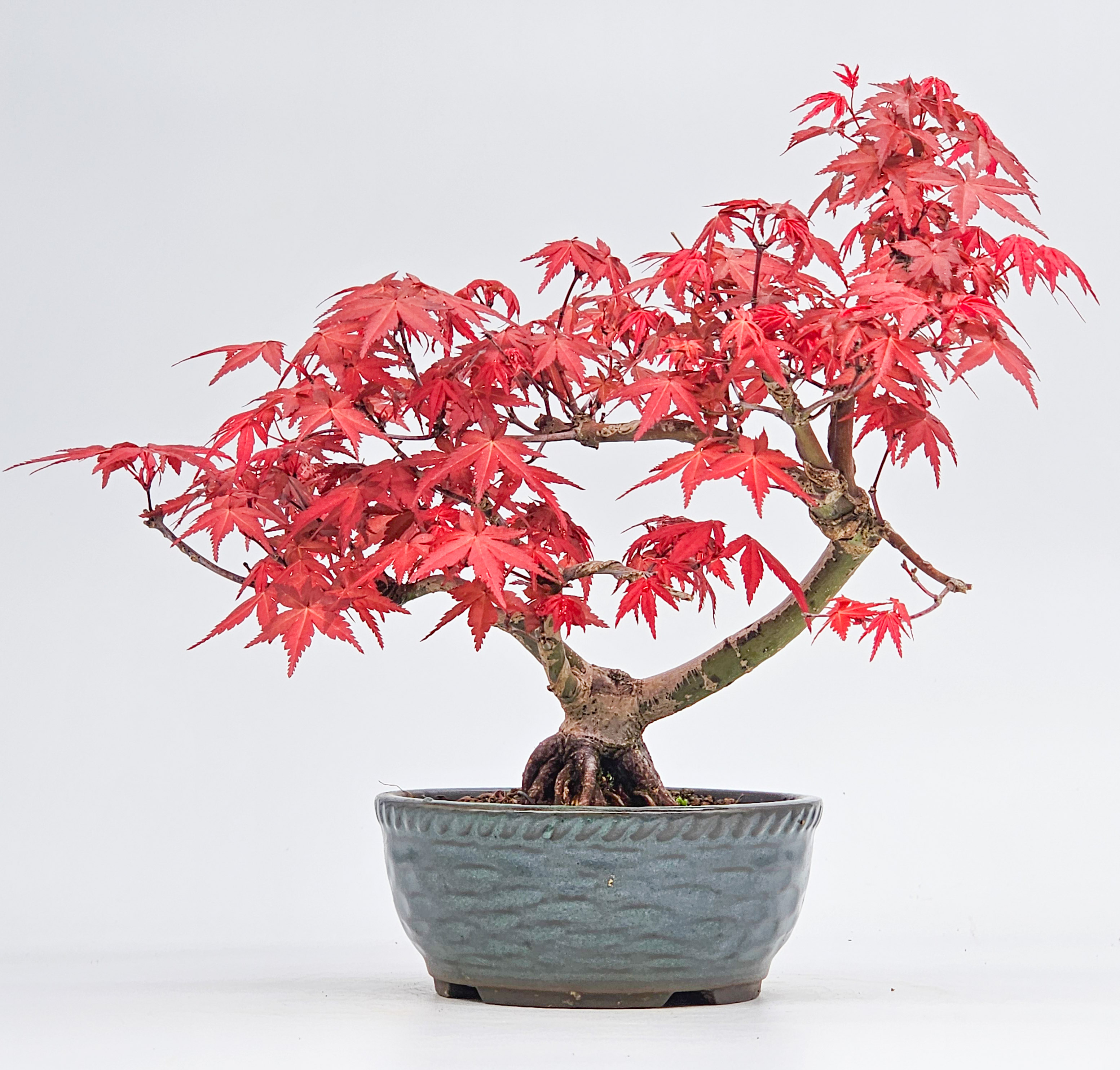 Bonsai Fächerahorn - Acer palmatum Deshojo Shohin 20cm