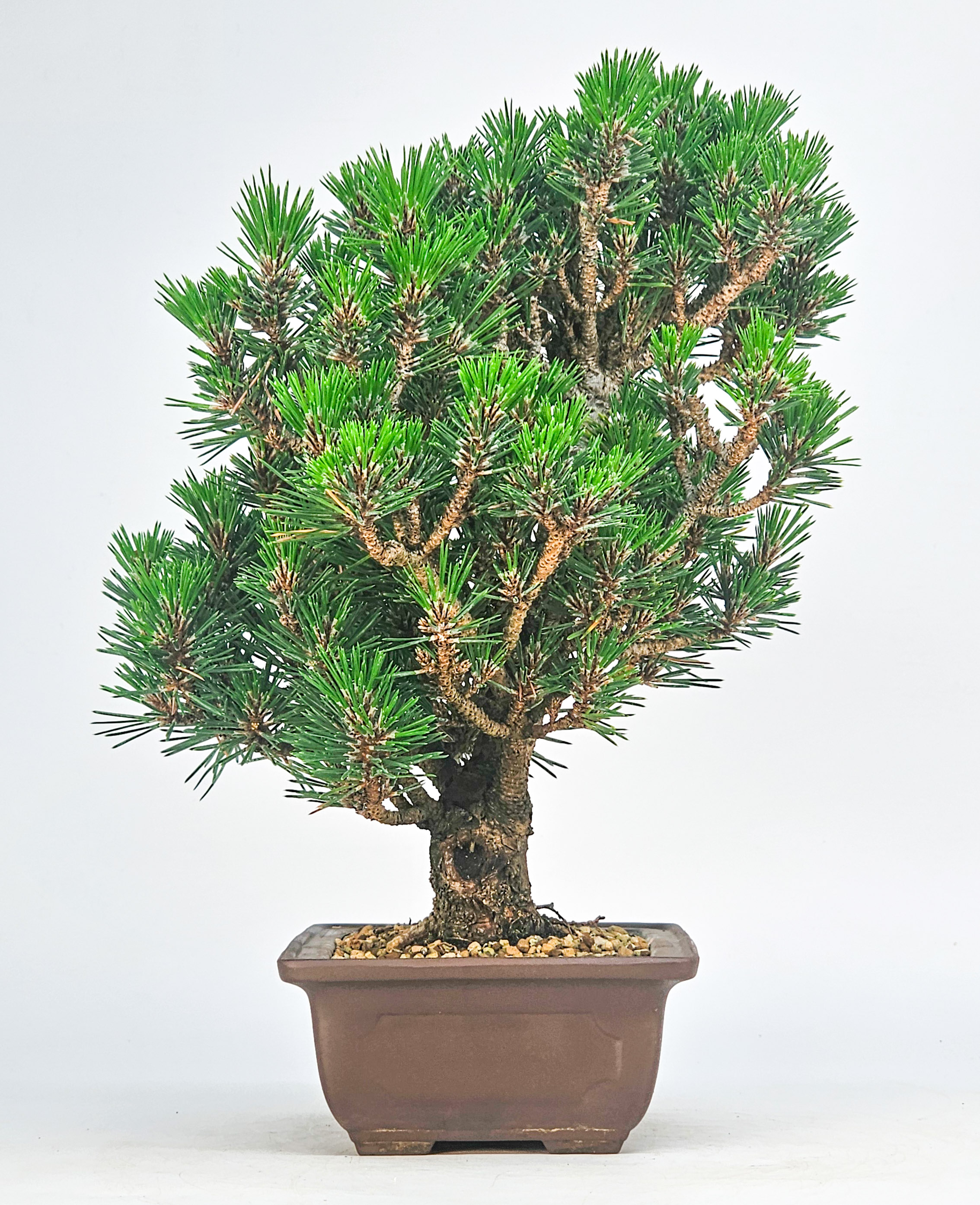 Bonsai Schwarzkiefer - Pinus thunbergii 26cm