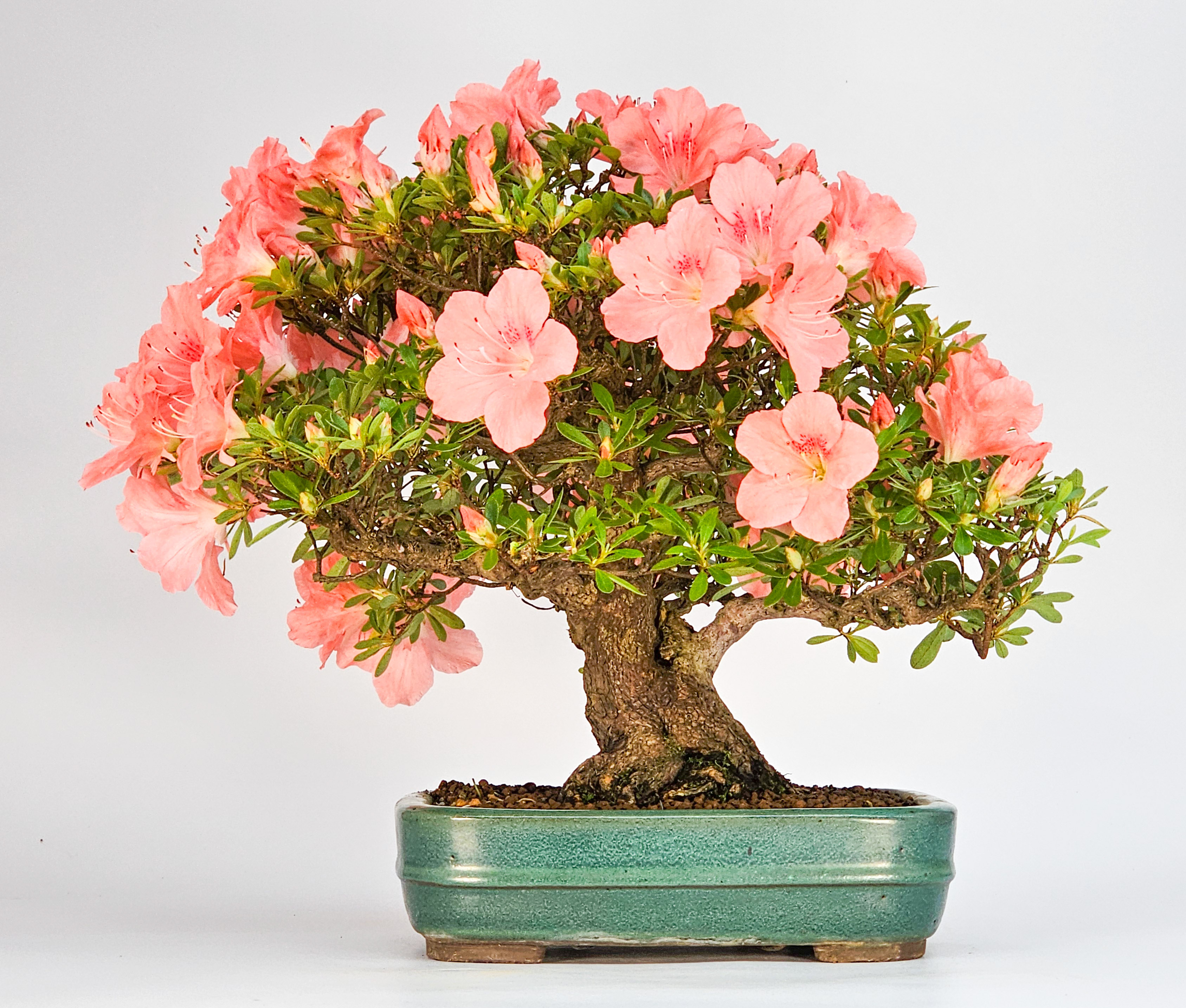 Bonsai Azalee - Rhododendron indicum - Wakaebisu 27cm Video!!