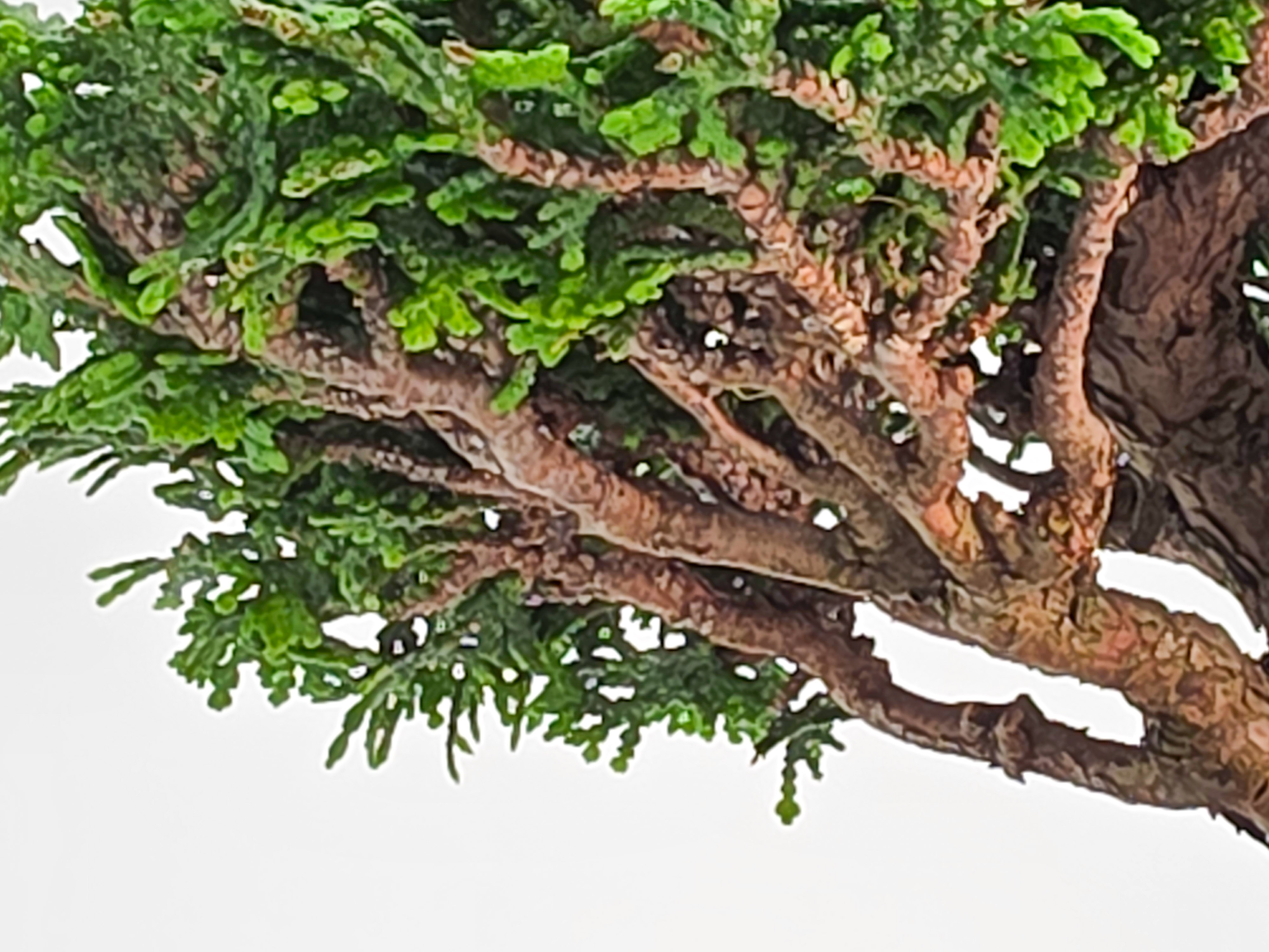 Bonsai Muschelzypresse - Chamaecyparis obtusa Shohin 17cm