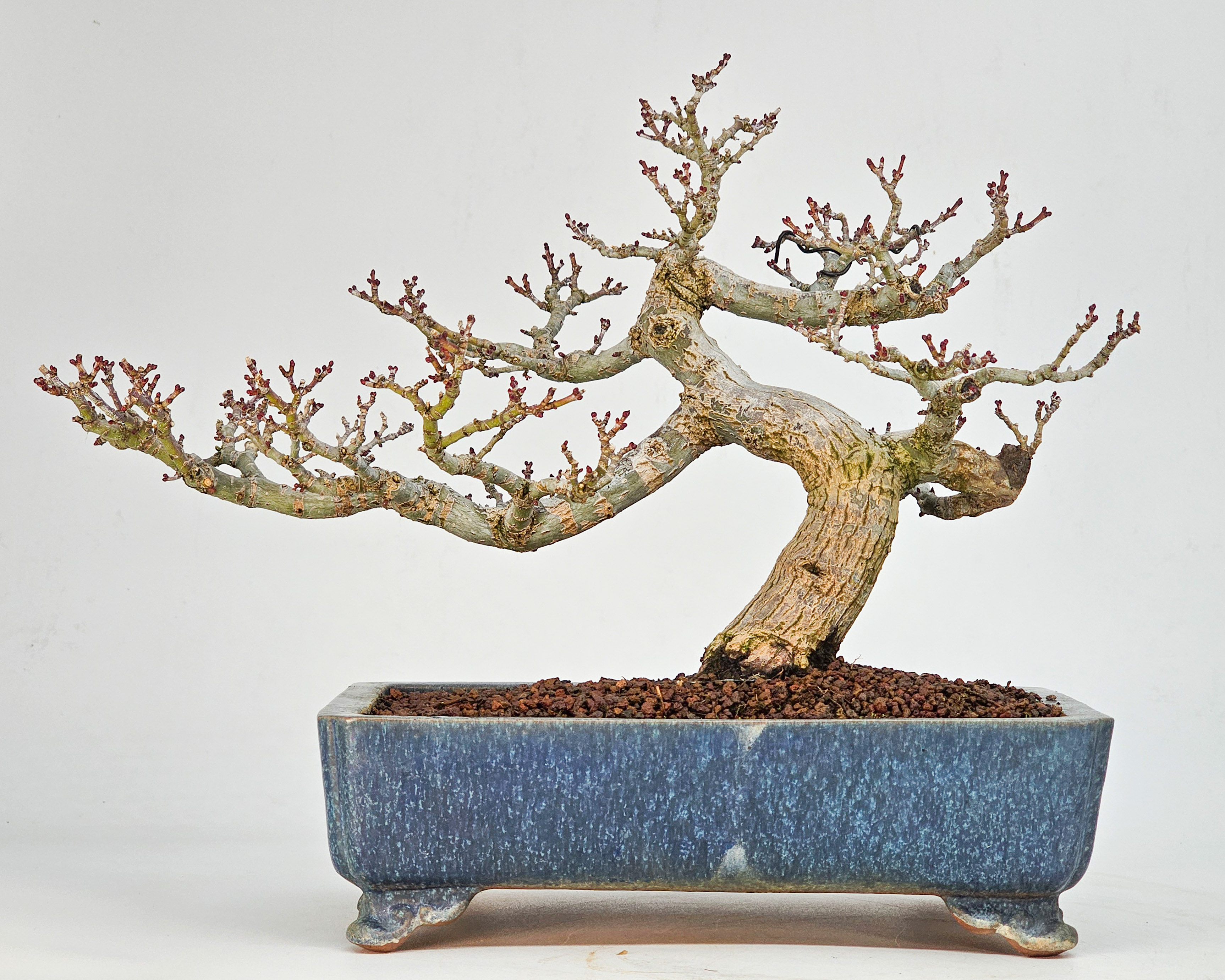 Bonsai Premium Löwenkopfahorn- Acer palmatum Shishigashira Shohin 21cm