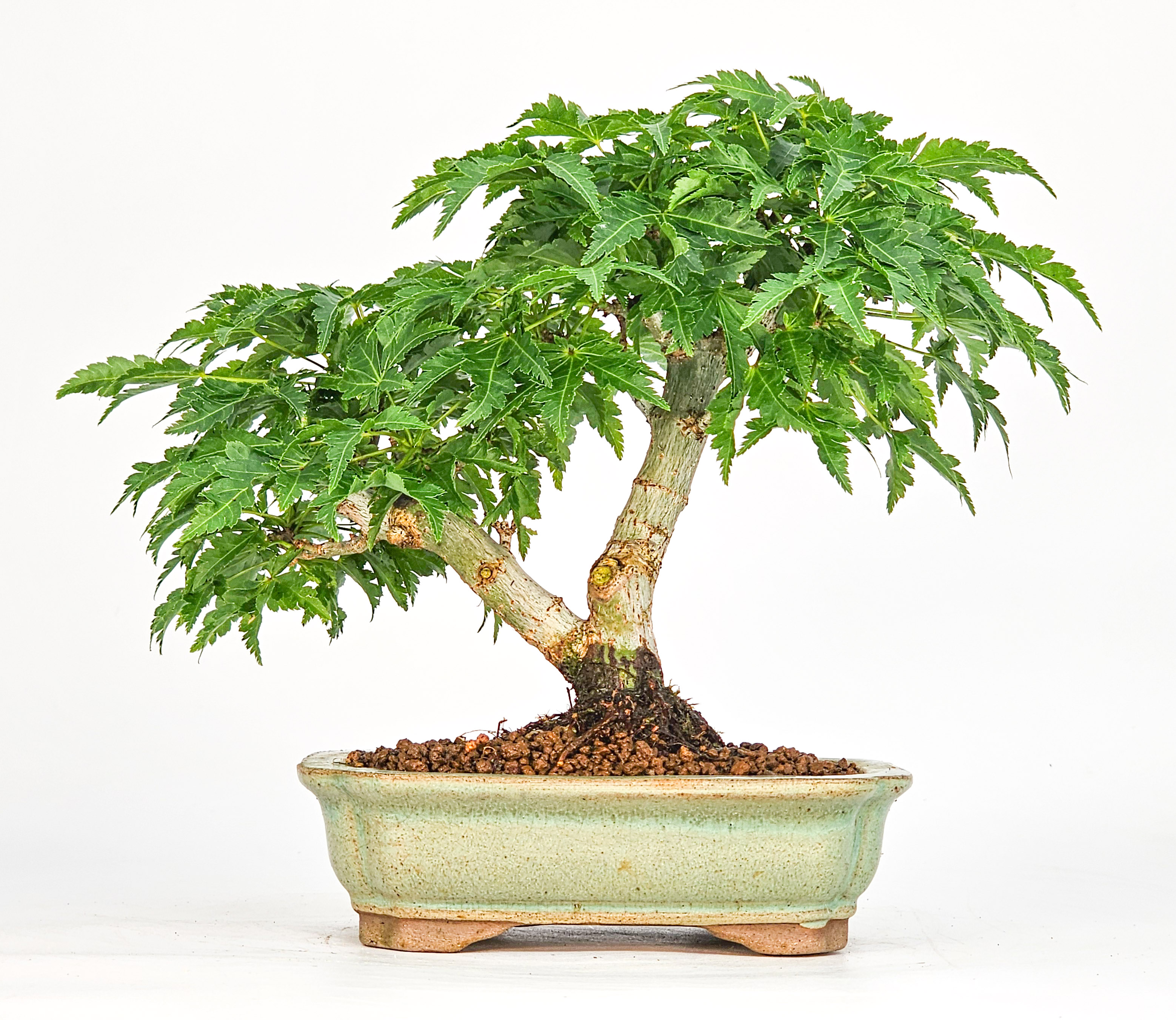 Bonsai Löwenkopfahorn- Acer palmatum Shishigashira Shohin 15cm