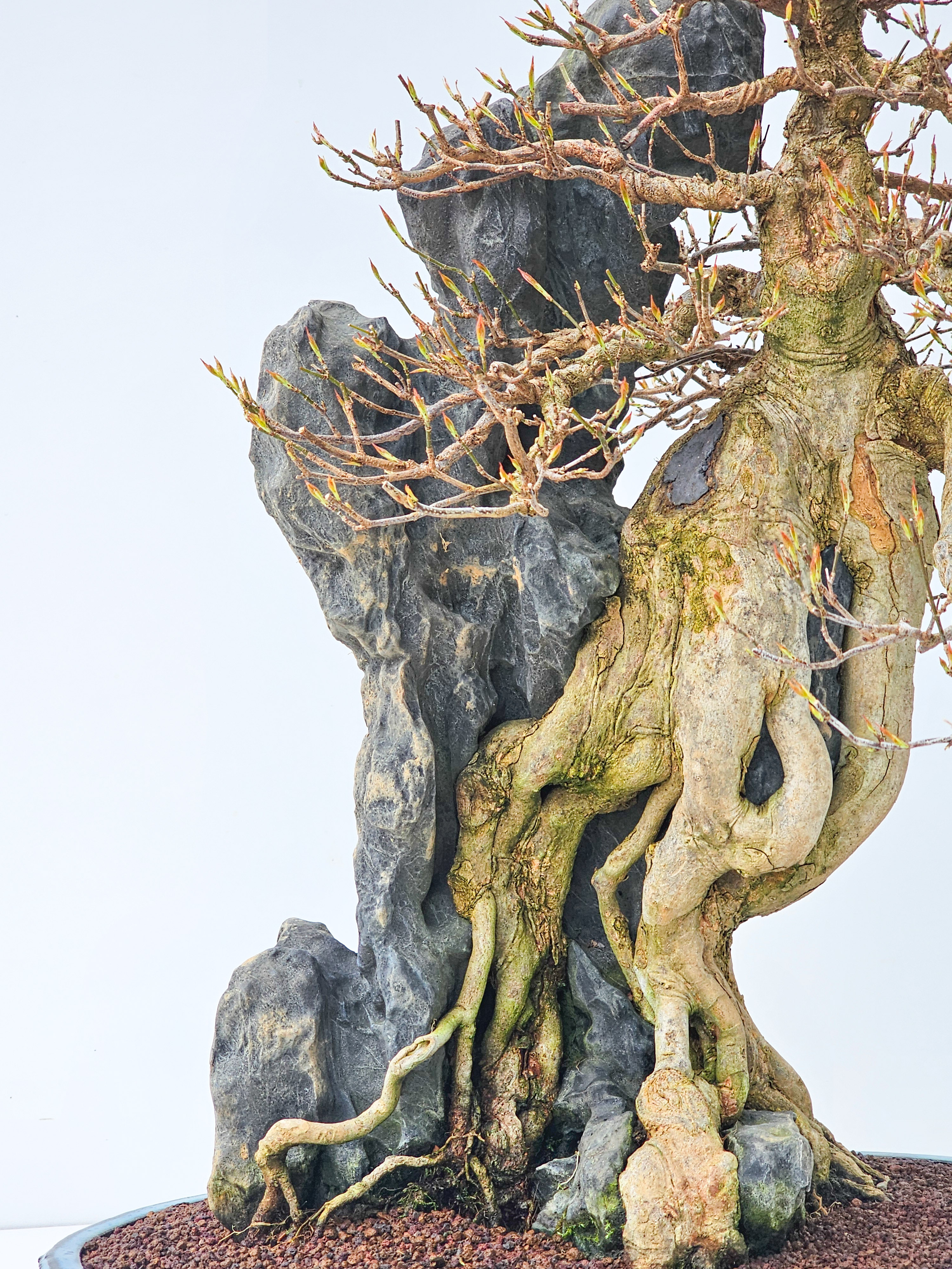 Bonsai Dreispitzahorn - Acer buergerianum Ishizuki 56cm - Video!!