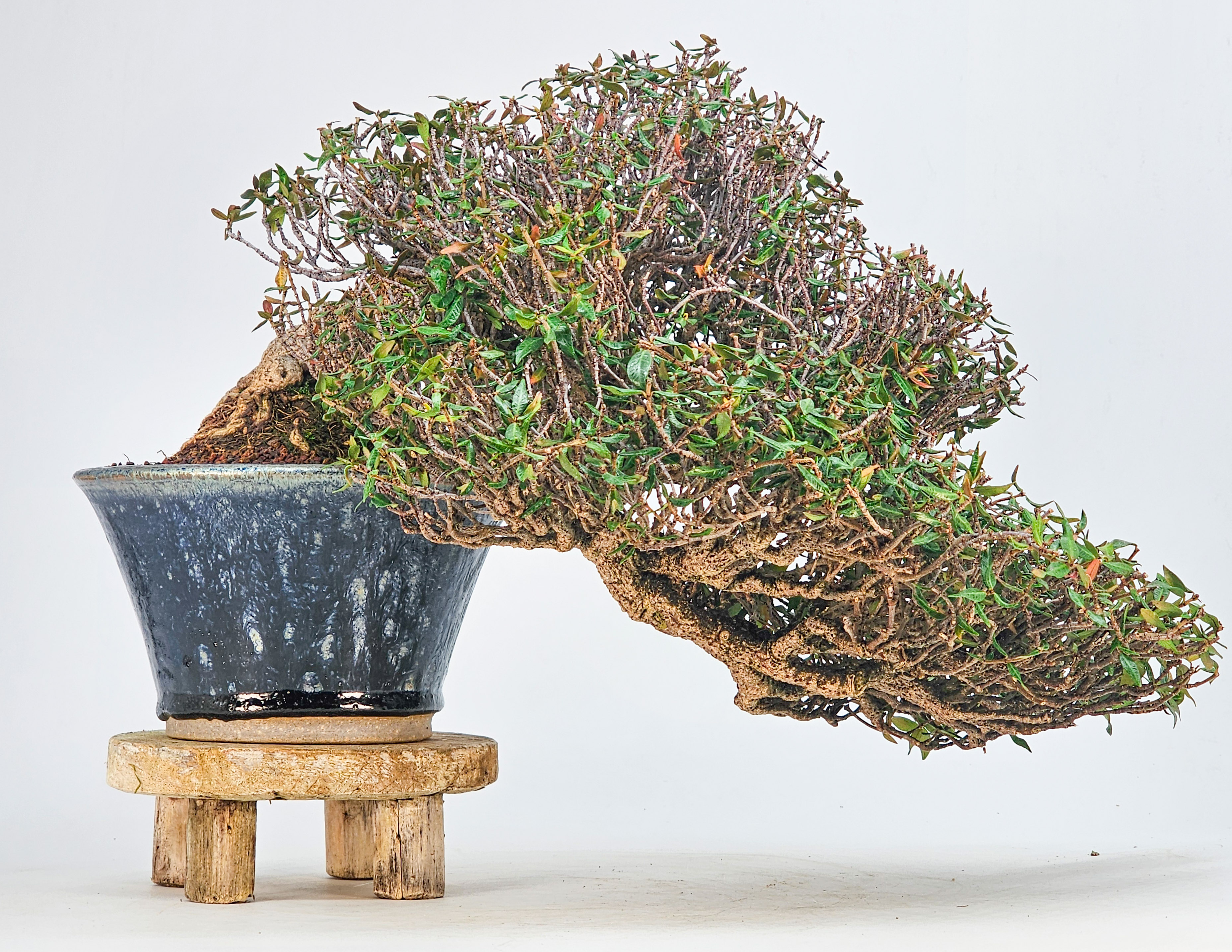 Bonsai Premium Sternjasmin - Trachelospermum asiaticum 25cm