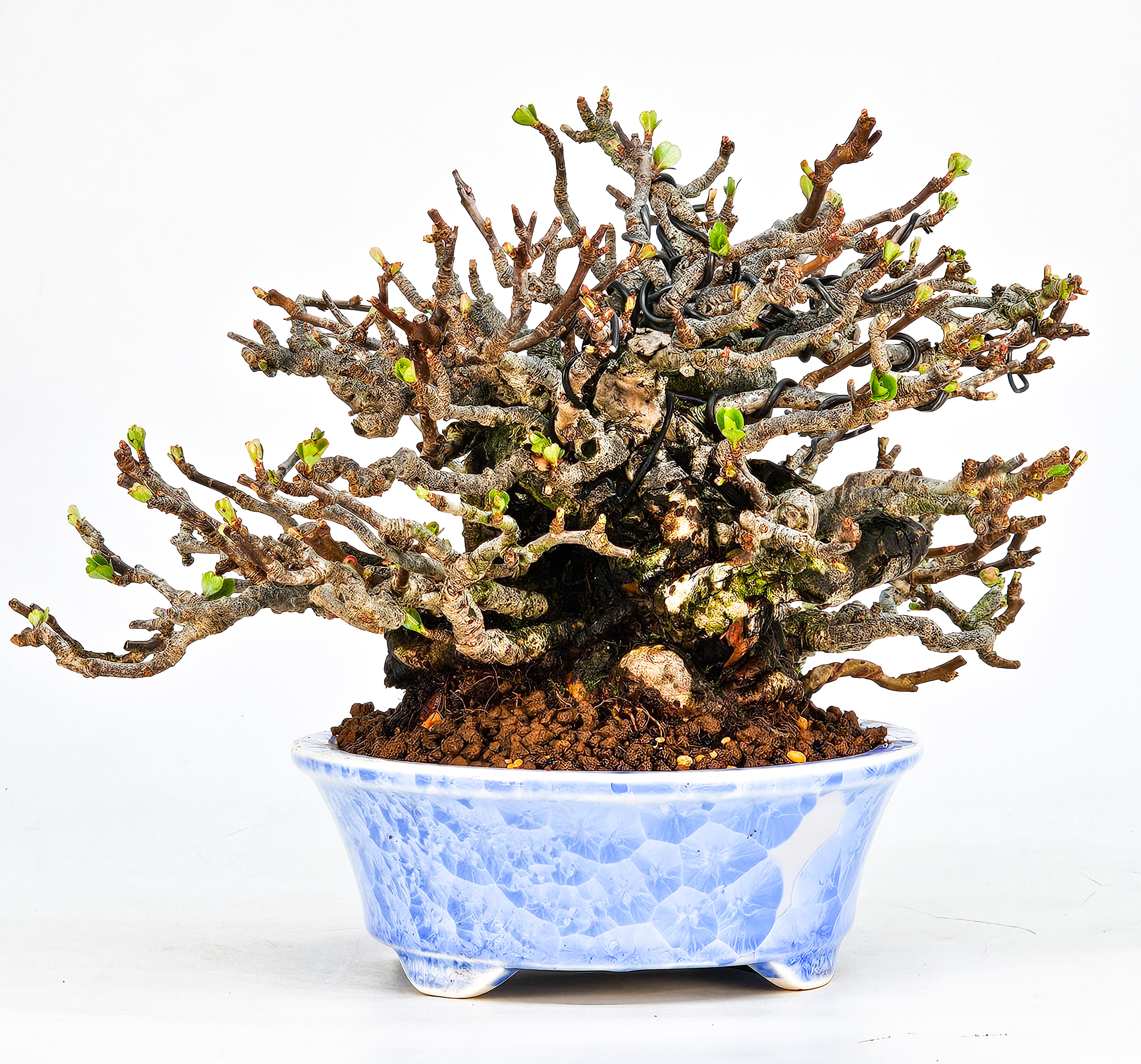 Bonsai Zierquitte - Chaenomeles - Chojubai Shohin 14cm Video!!