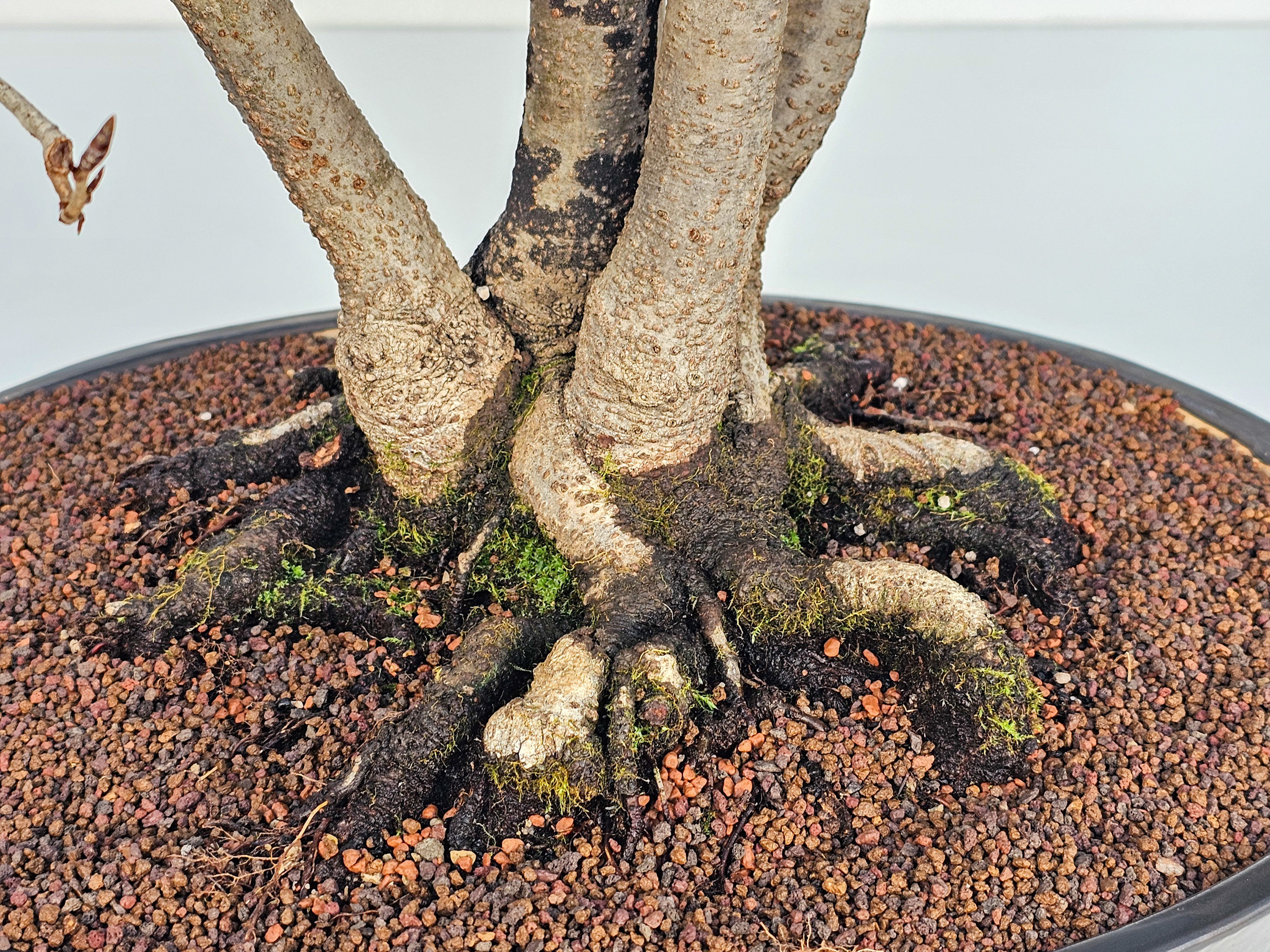 Bonsai Multitrunk Rotbuche - Fagus sylvatica 66cm 