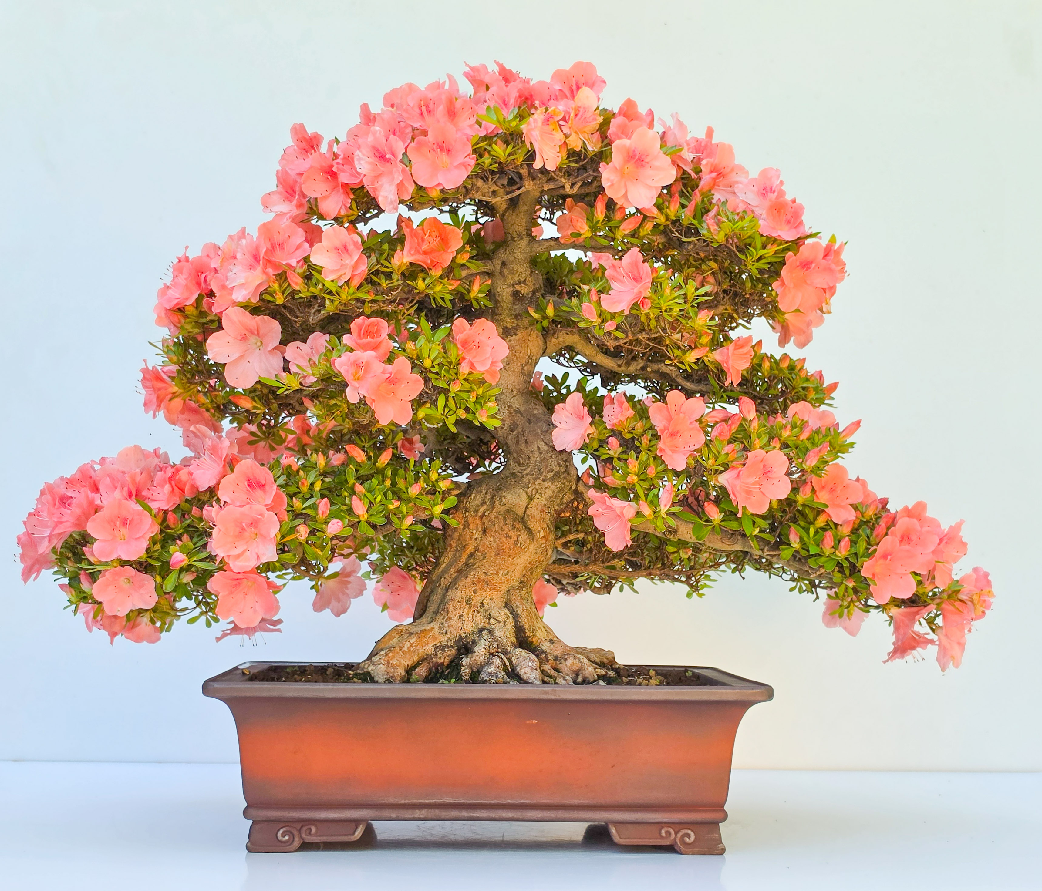 Bonsai Premium Azalee -  Rhododendron indicum wakaebisu 47cm Video!!