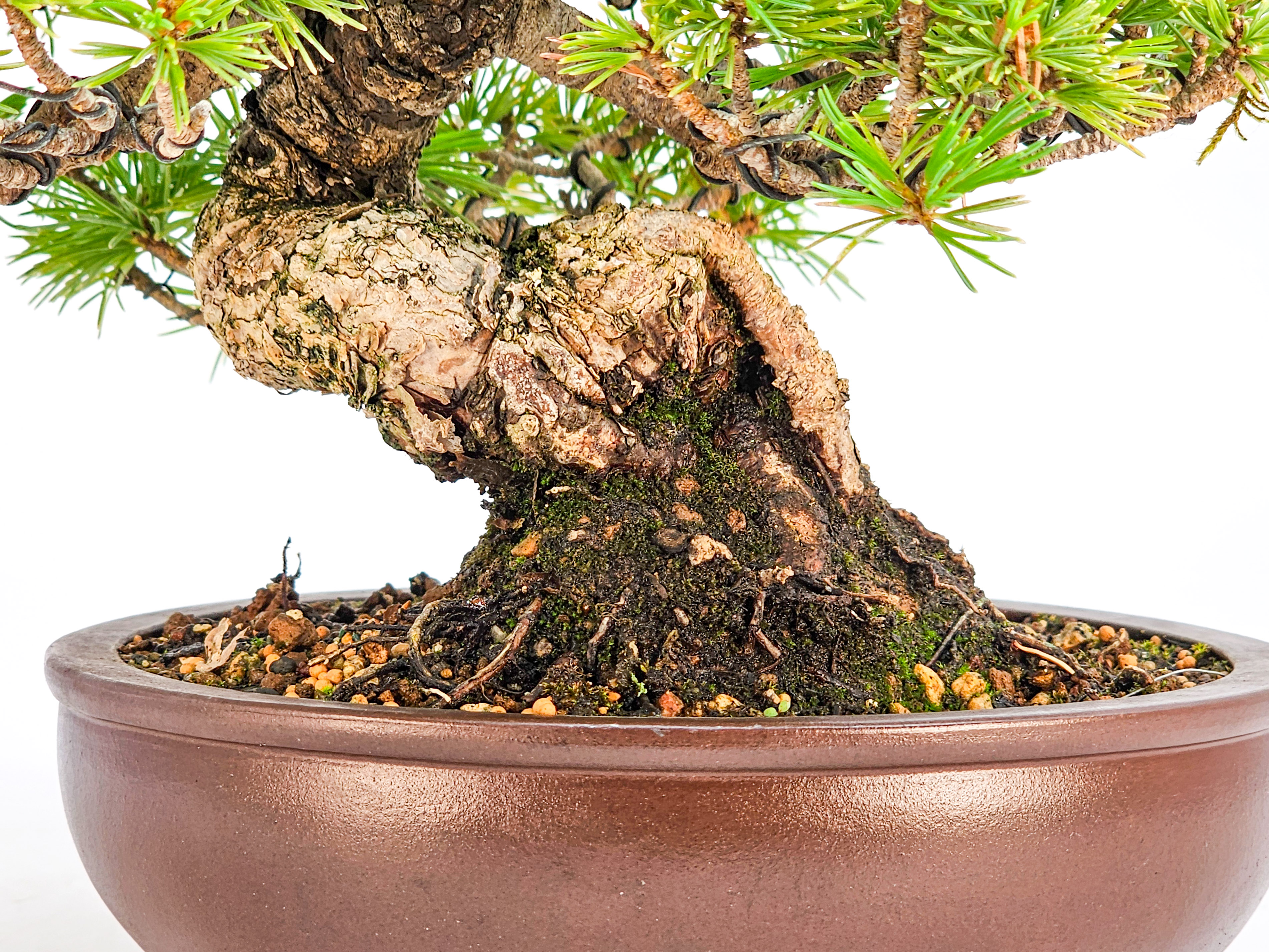 Bonsai Pinus parviflora - Mädchenkiefer Shohin 17,5cm