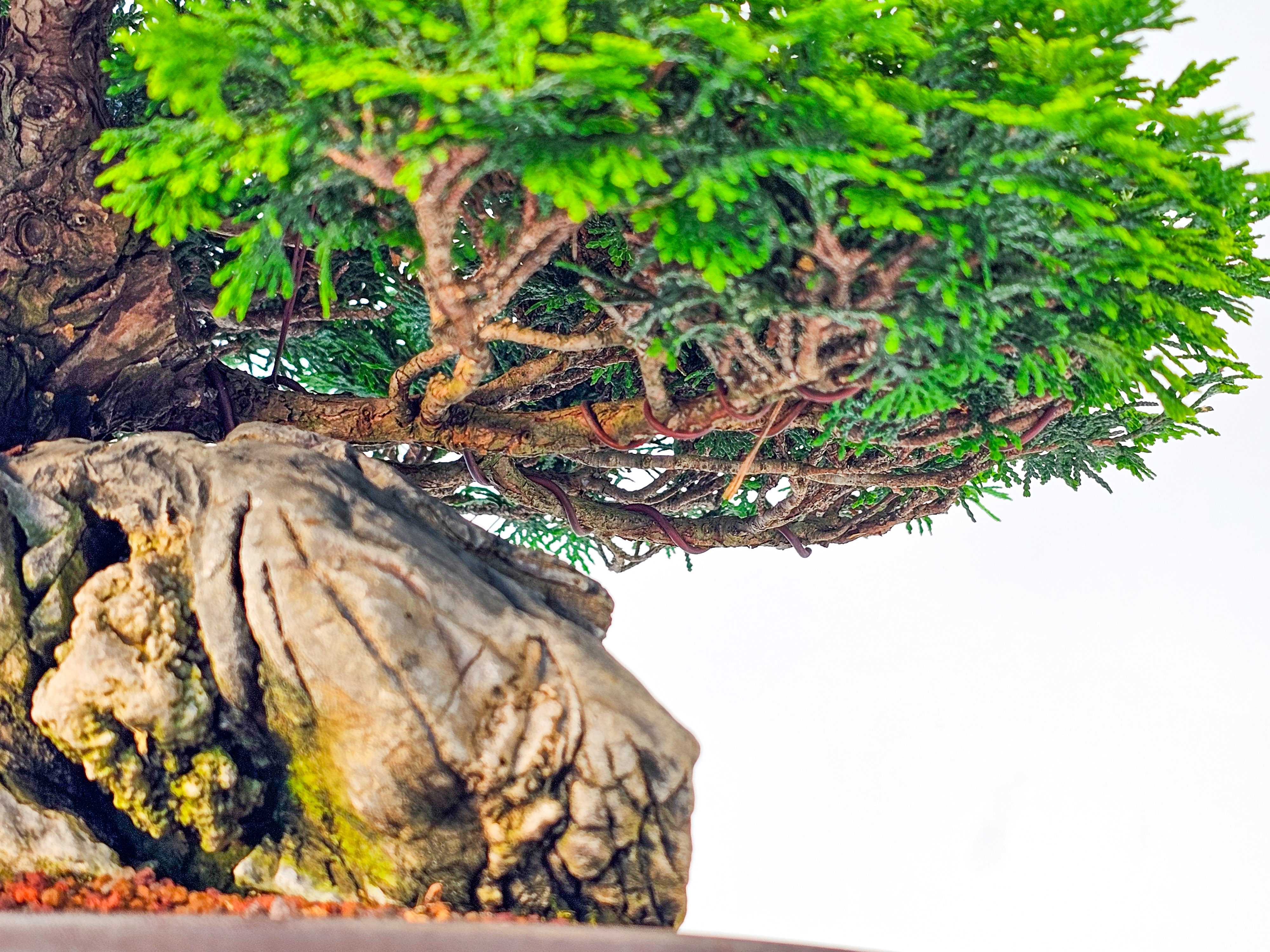 Bonsai Chamaecyparis obtusa 30 cm Bonsai Chamaecyparis obtusa 30 cm