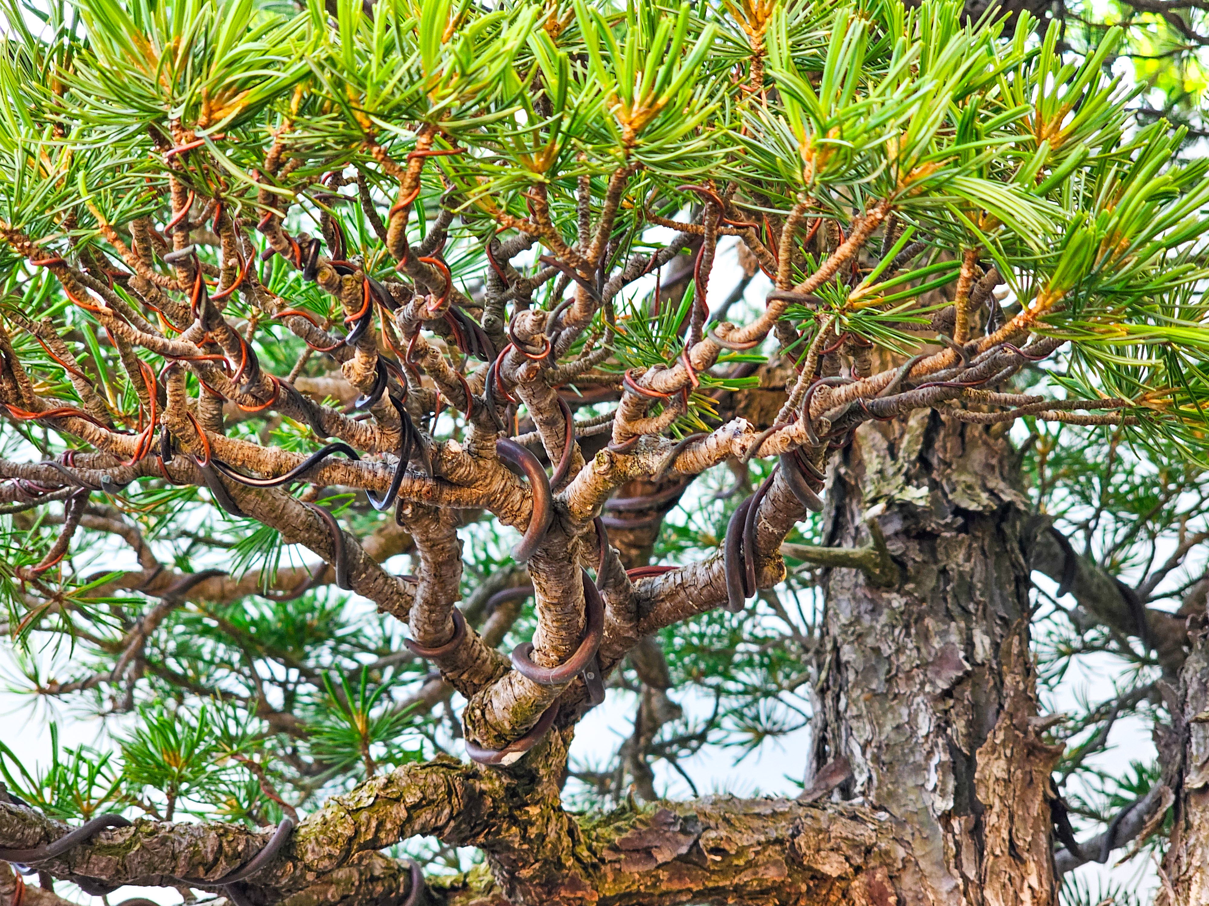 Bonsai Mädchenkiefer Pinus parviflora 93 cm Bonsai Mädchenkiefer Pinus parviflora 93 cm