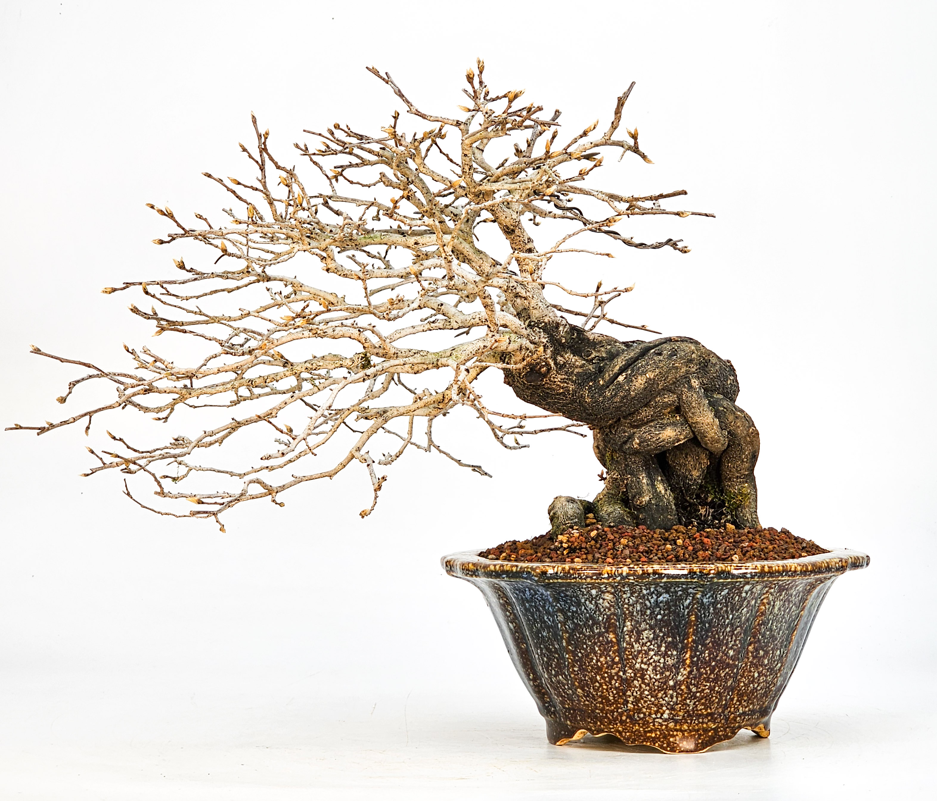 Bonsai Diospyros kaki Kakipflaume 23,5cm - Video!!