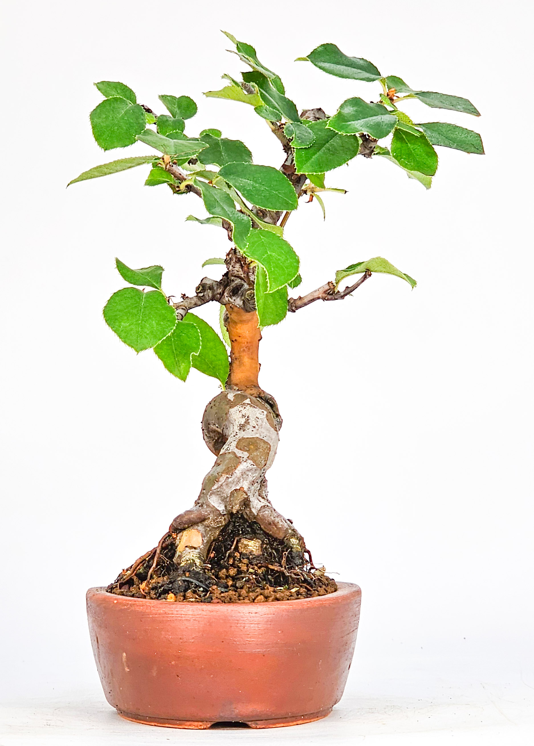 Bonsai Quitte - Pseudocydonia sinensis Shohin 17cm