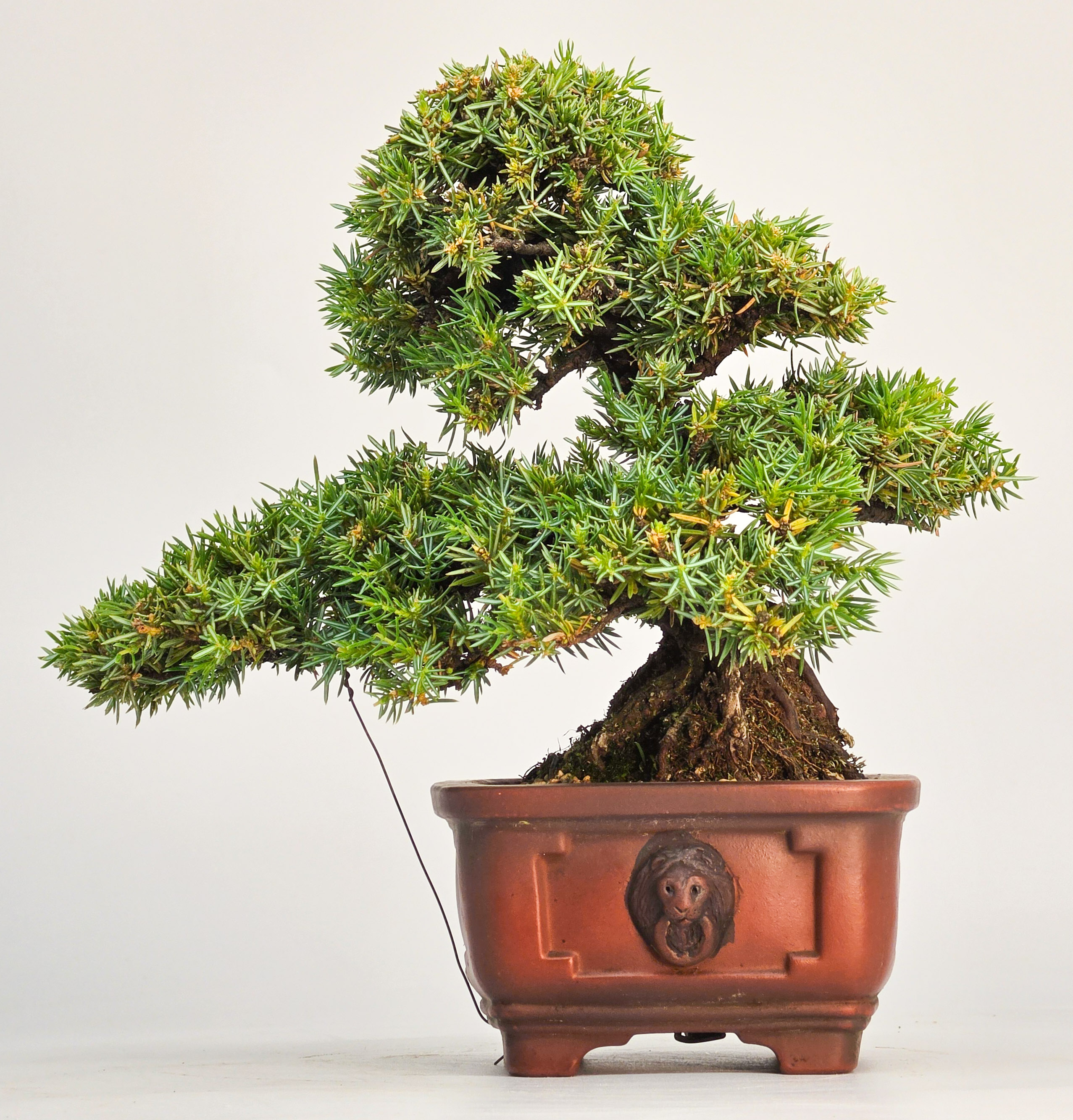 Bonsai Igelwacholder Juniperus Rigida Shohin 17cm